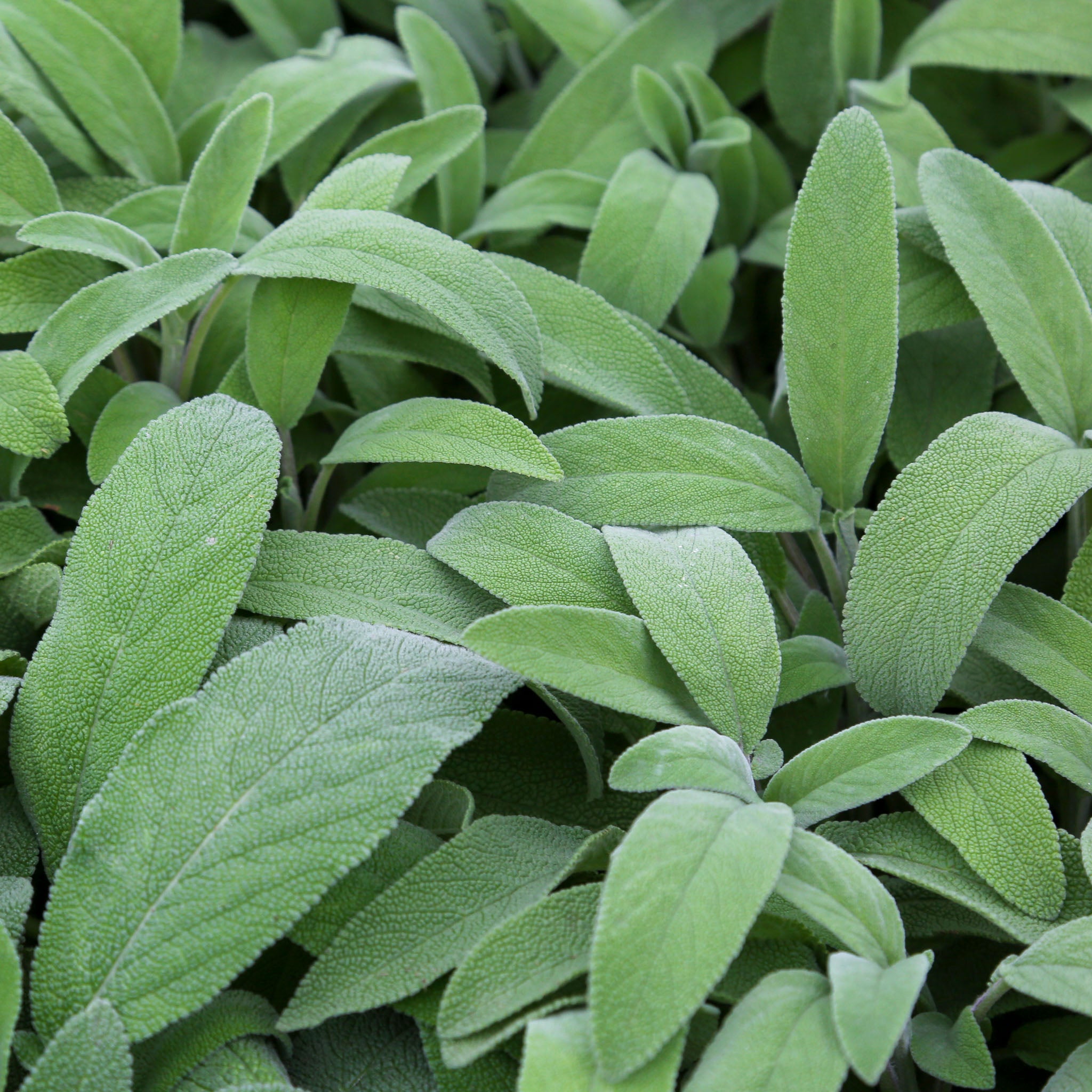 Salbei 'Maxima'