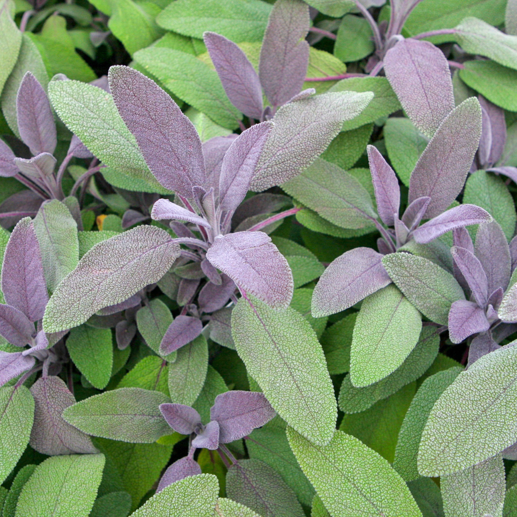Salbei 'Purpurea'