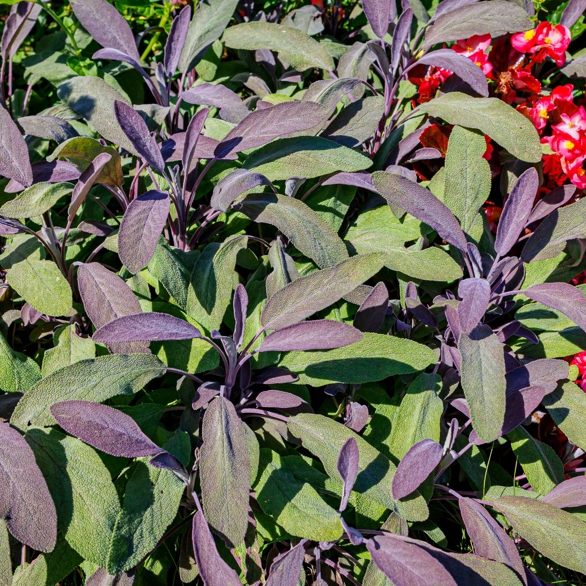 Salbei 'Purpurea'