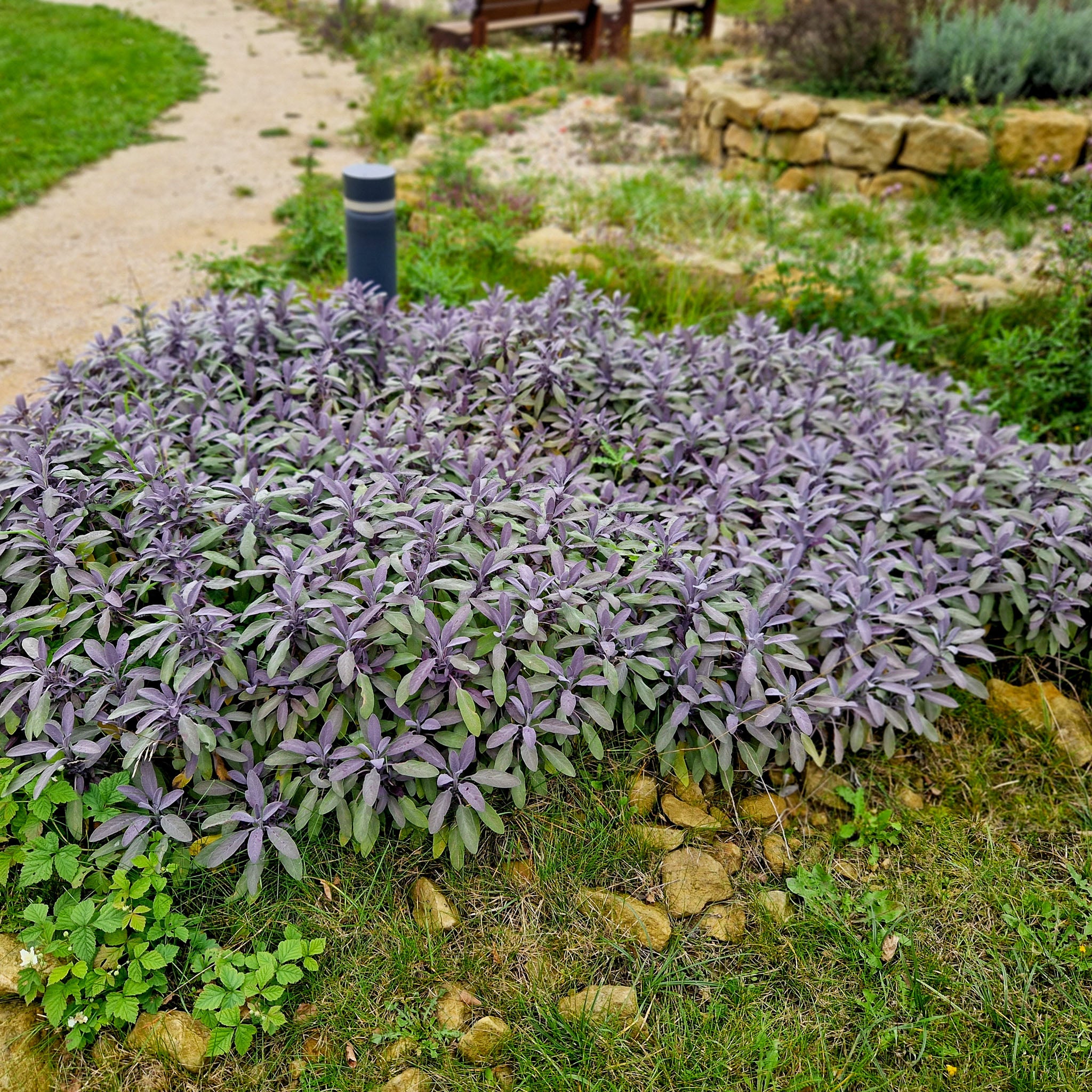 Salbei 'Purpurea'