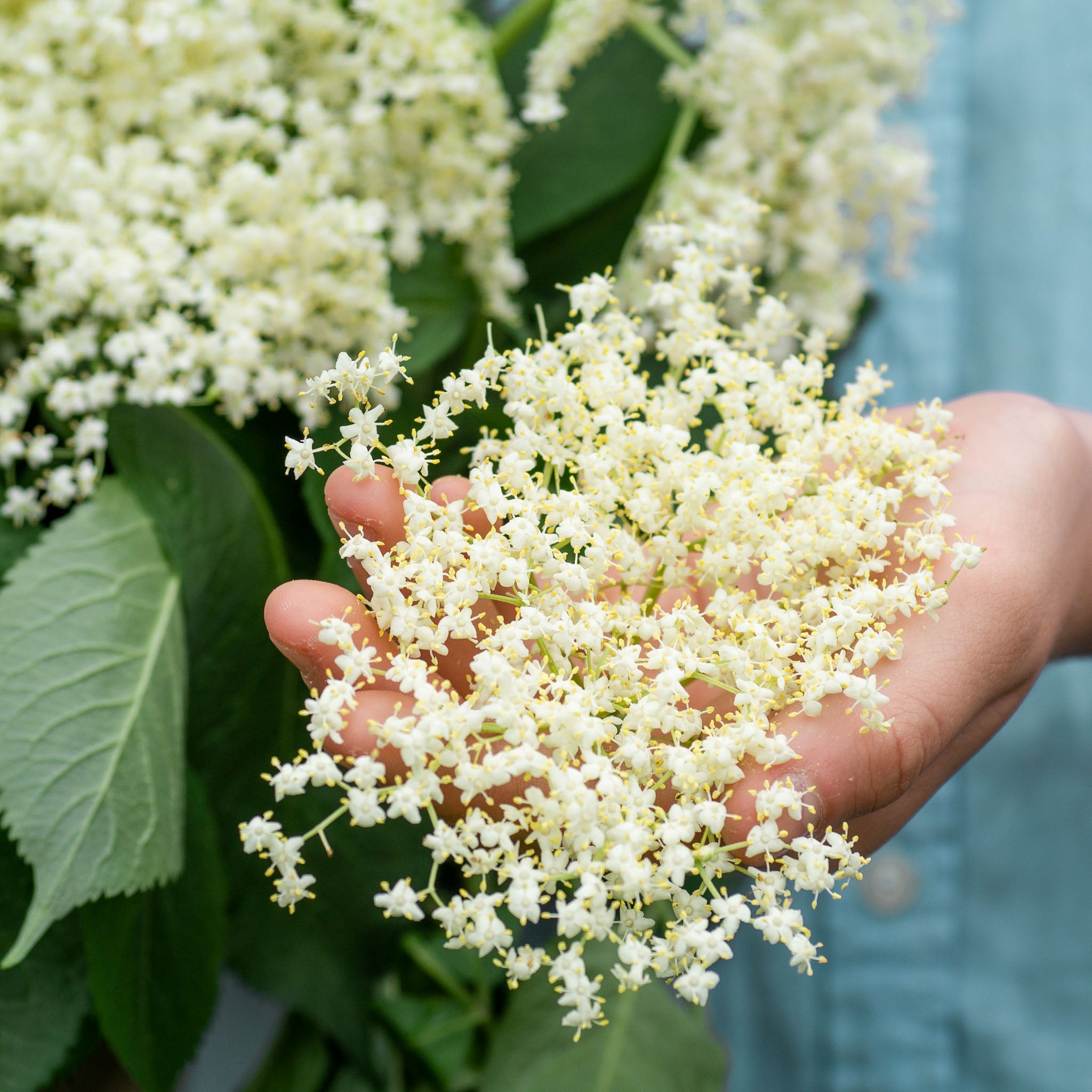 Holunder 'Haidegg 17'
