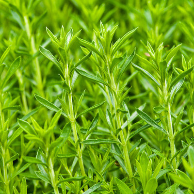 Bergbohnenkraut