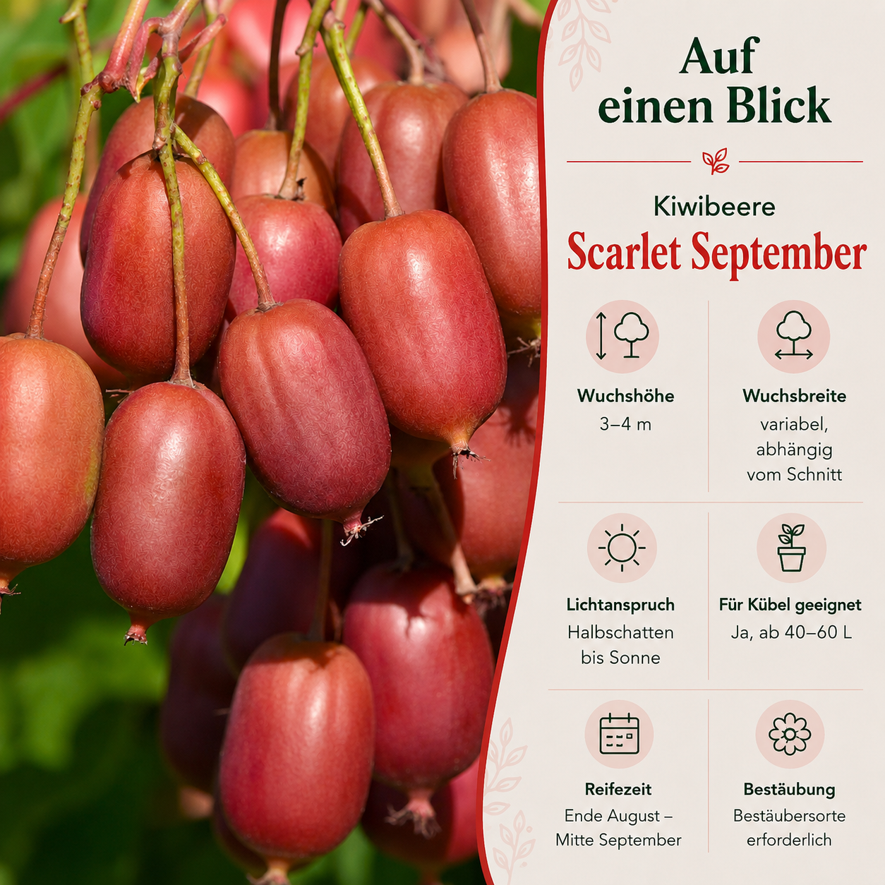 Kiwibeere 'Scarlet September'