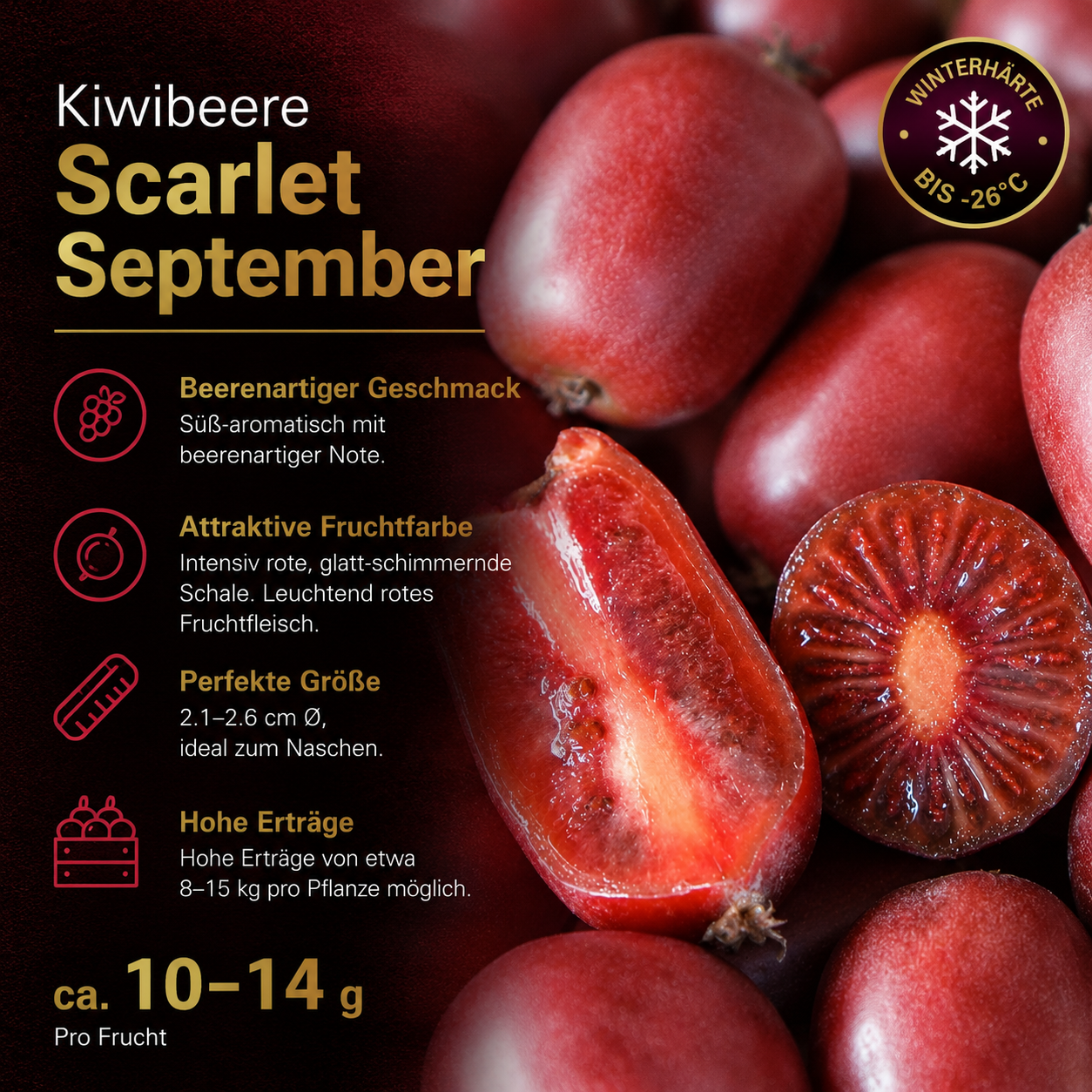 Kiwibeere 'Scarlet September'