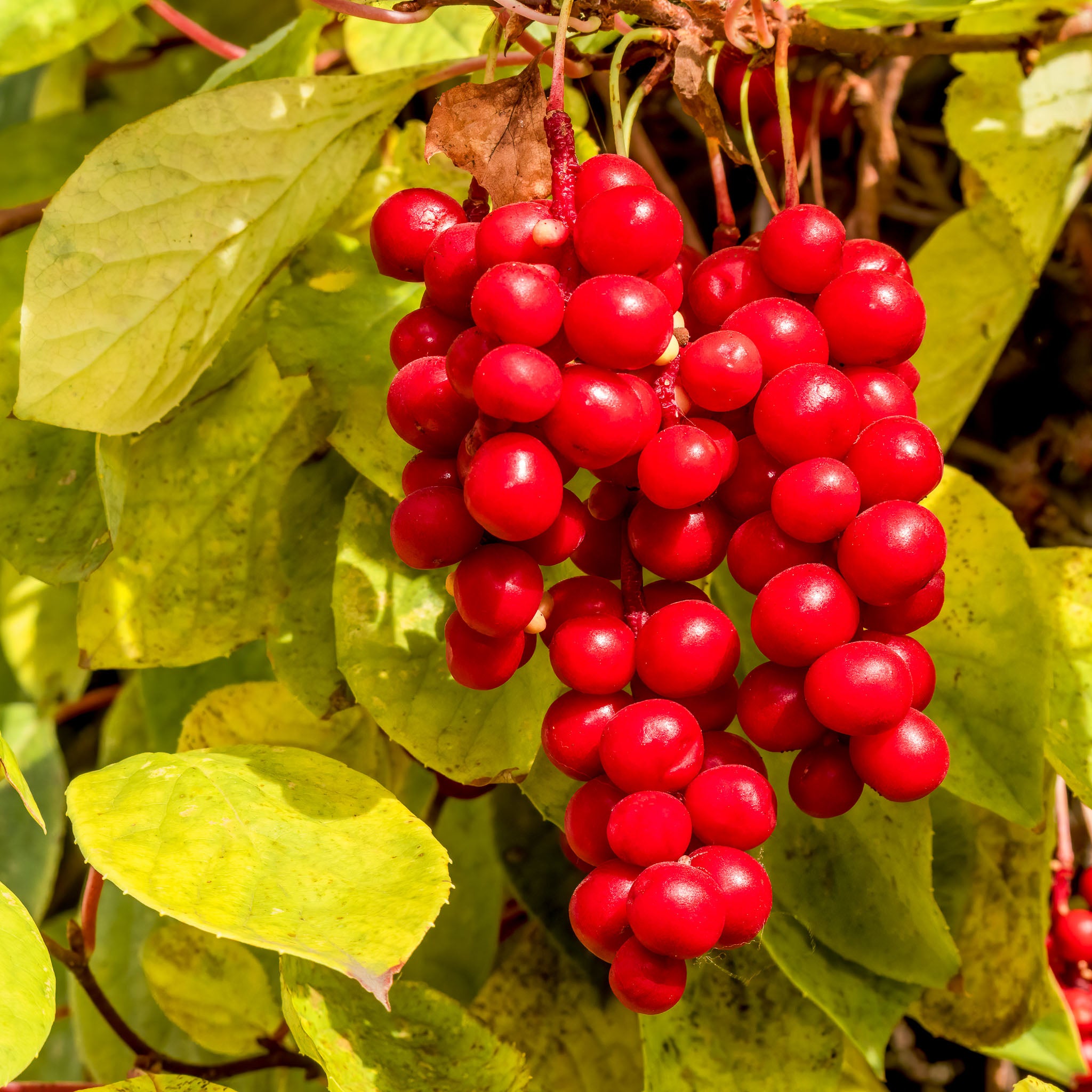 Schisandra 'Wildform'