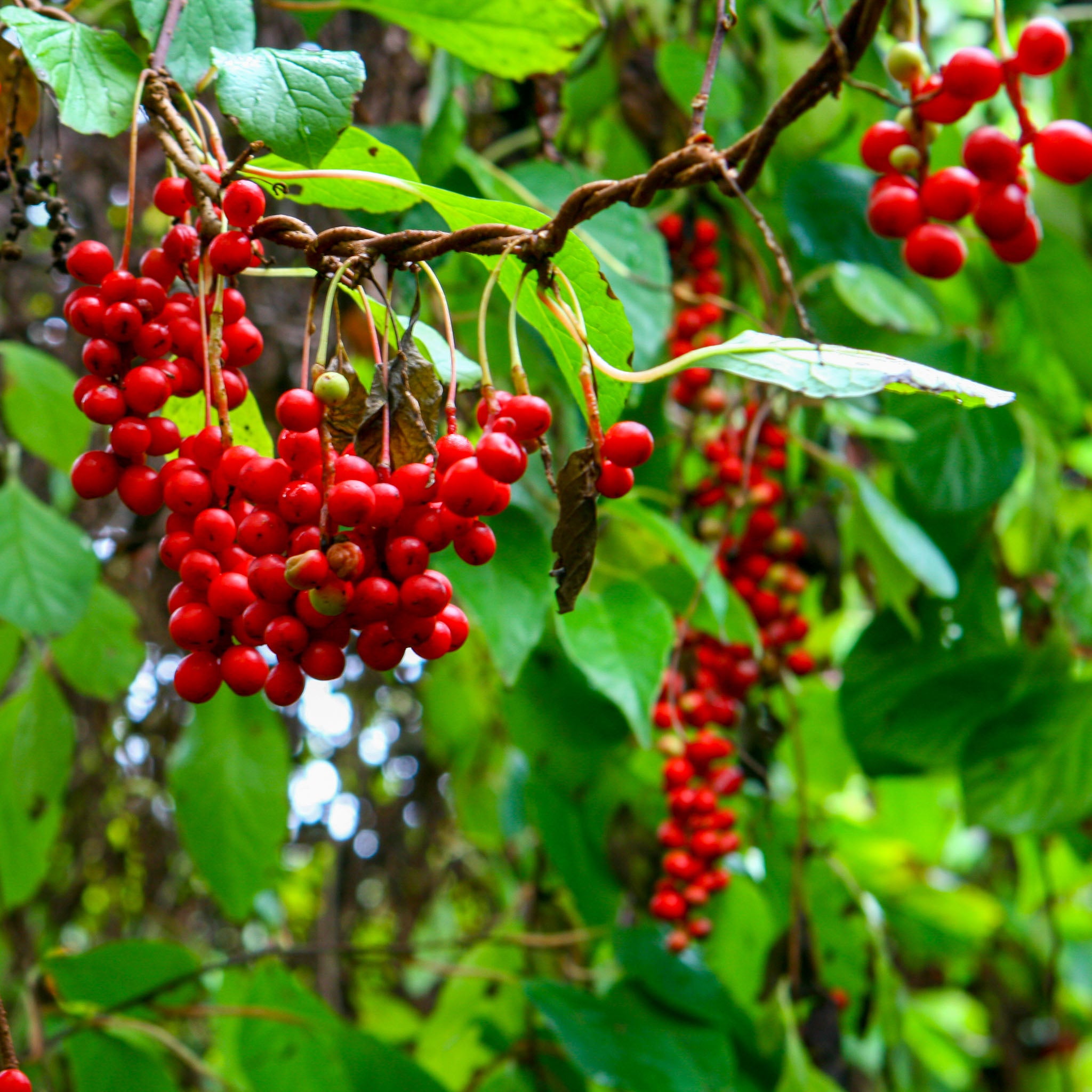 Schisandra 'Wildform'