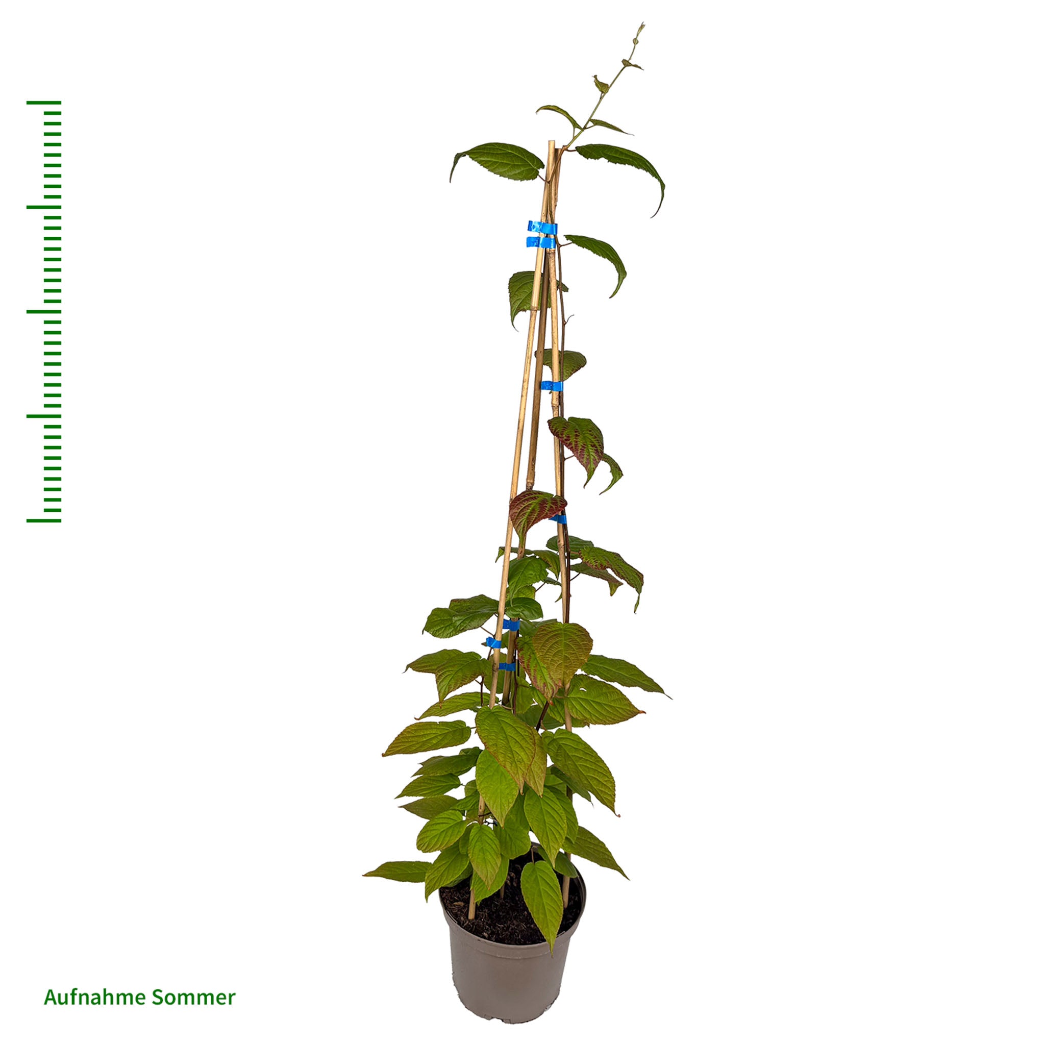 Schisandra 'Sadova Nr. 1'