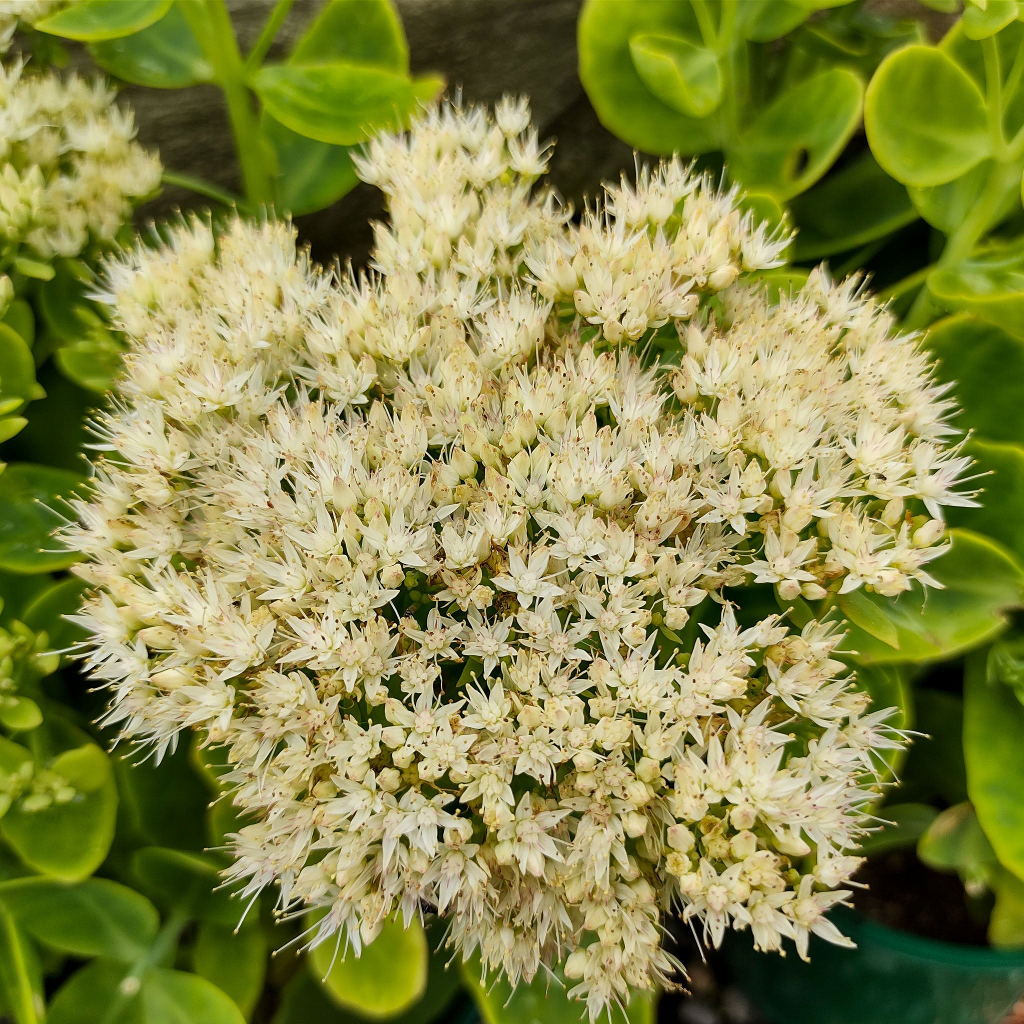 Prächtige Fetthenne 'Stardust'