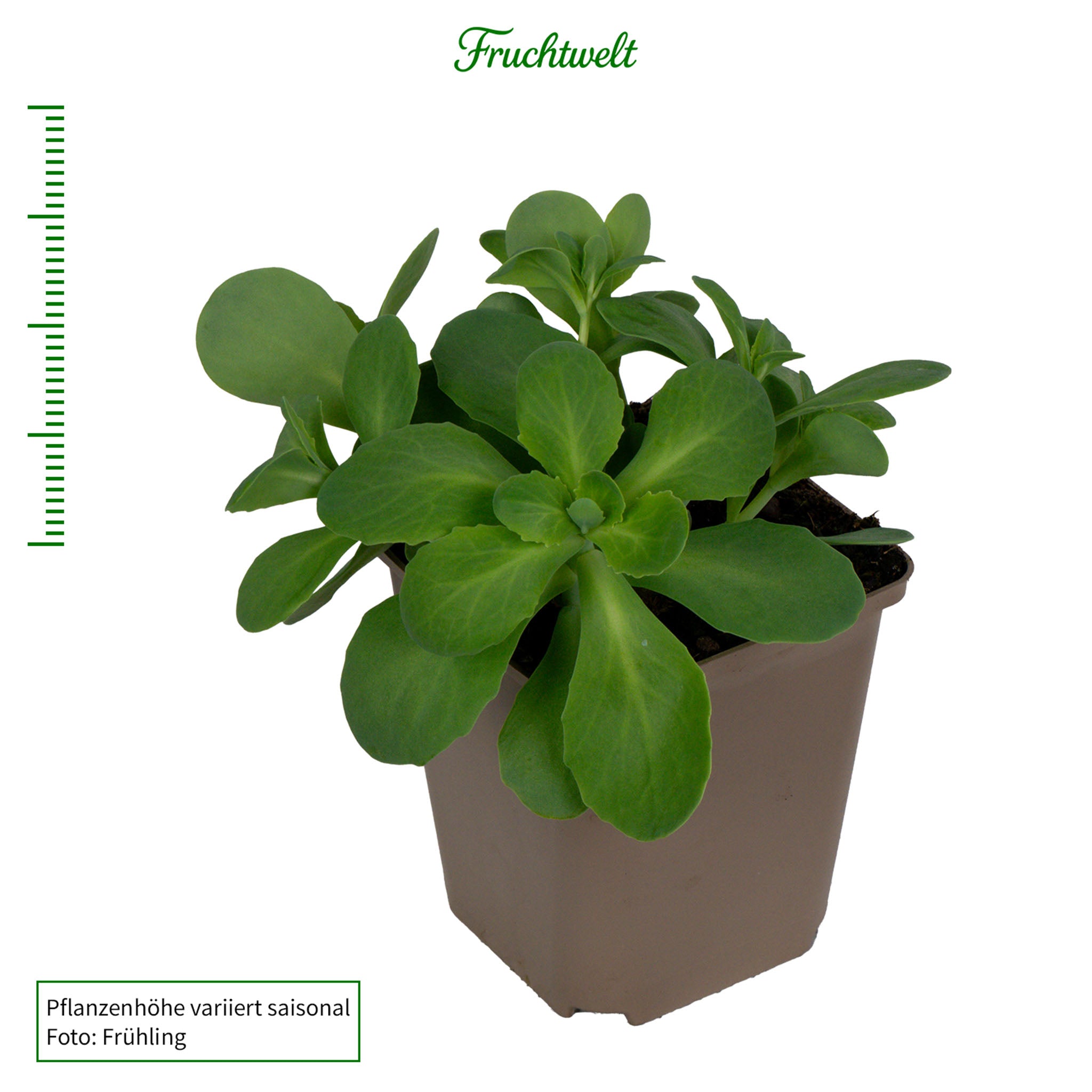 Prächtige Fetthenne 'Stardust'