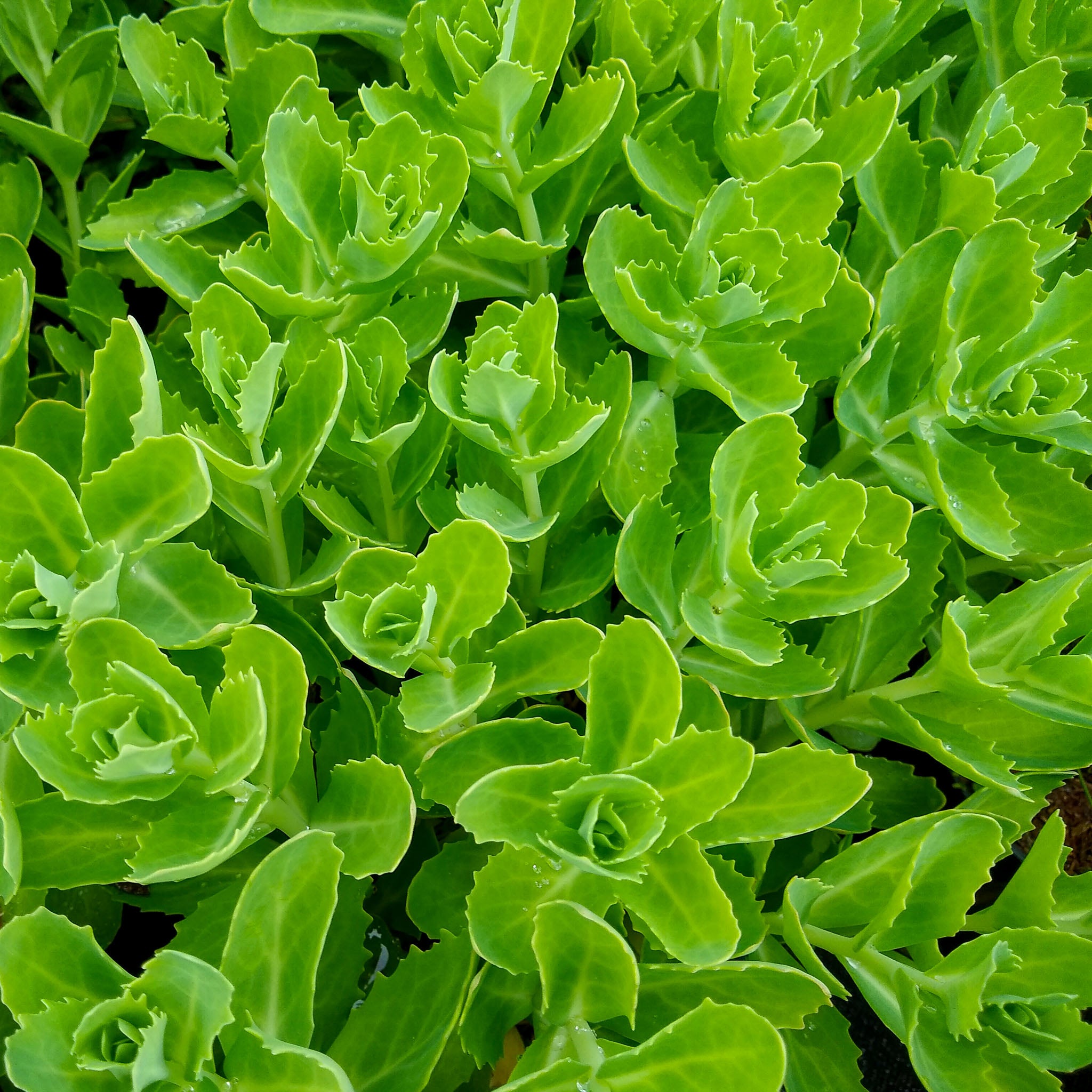 Prächtige Fetthenne 'Herbstfreude'