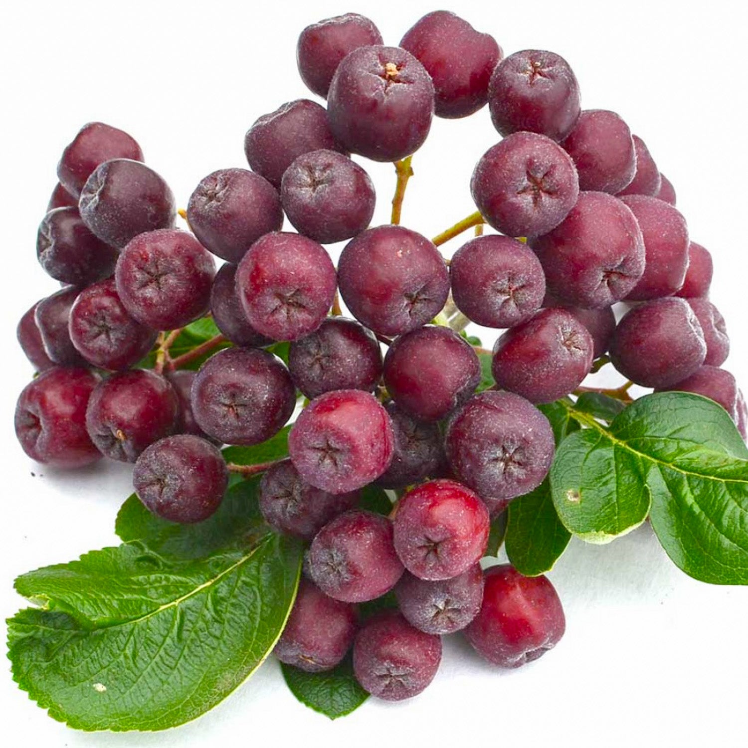 Sorbaronia 'Likornaja'