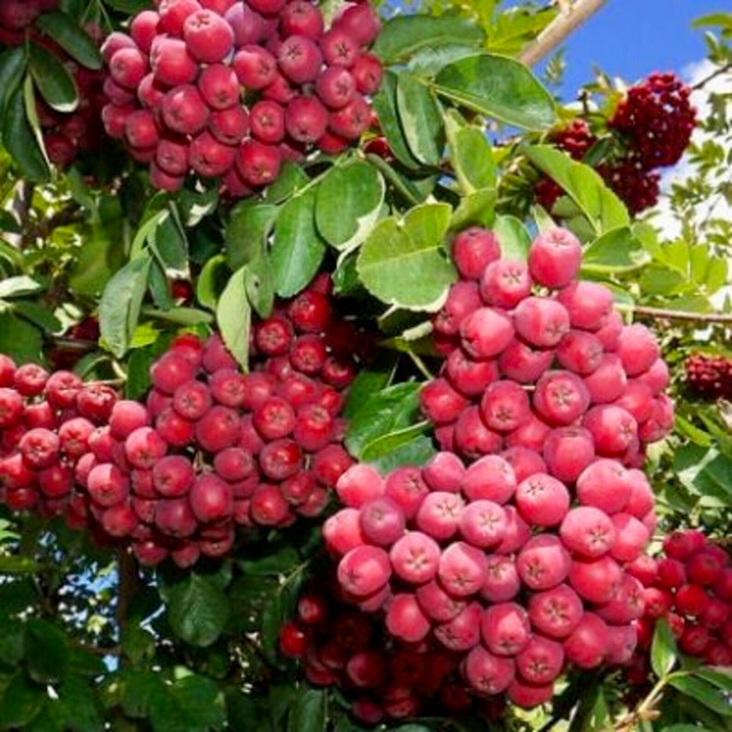 Sorbaronia 'Granatnaja'