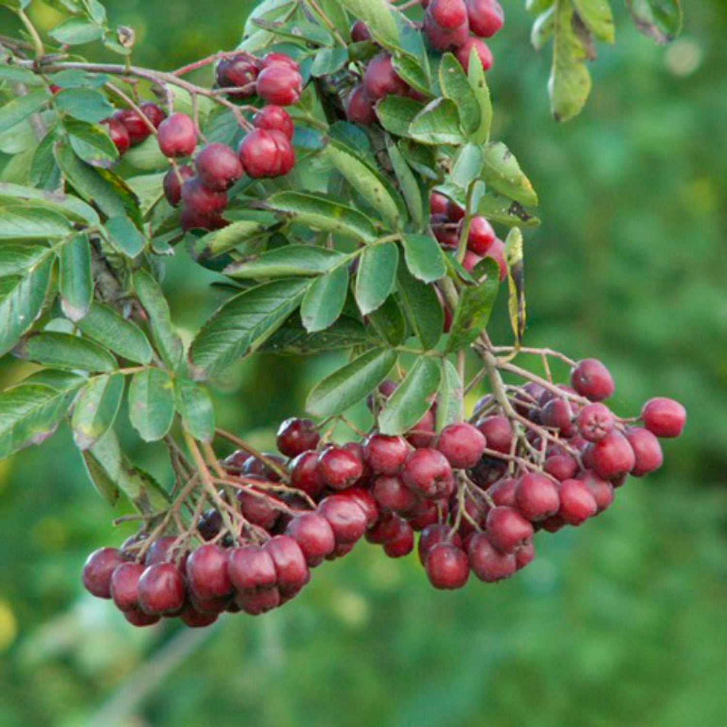 Sorbaronia 'Granatnaja'