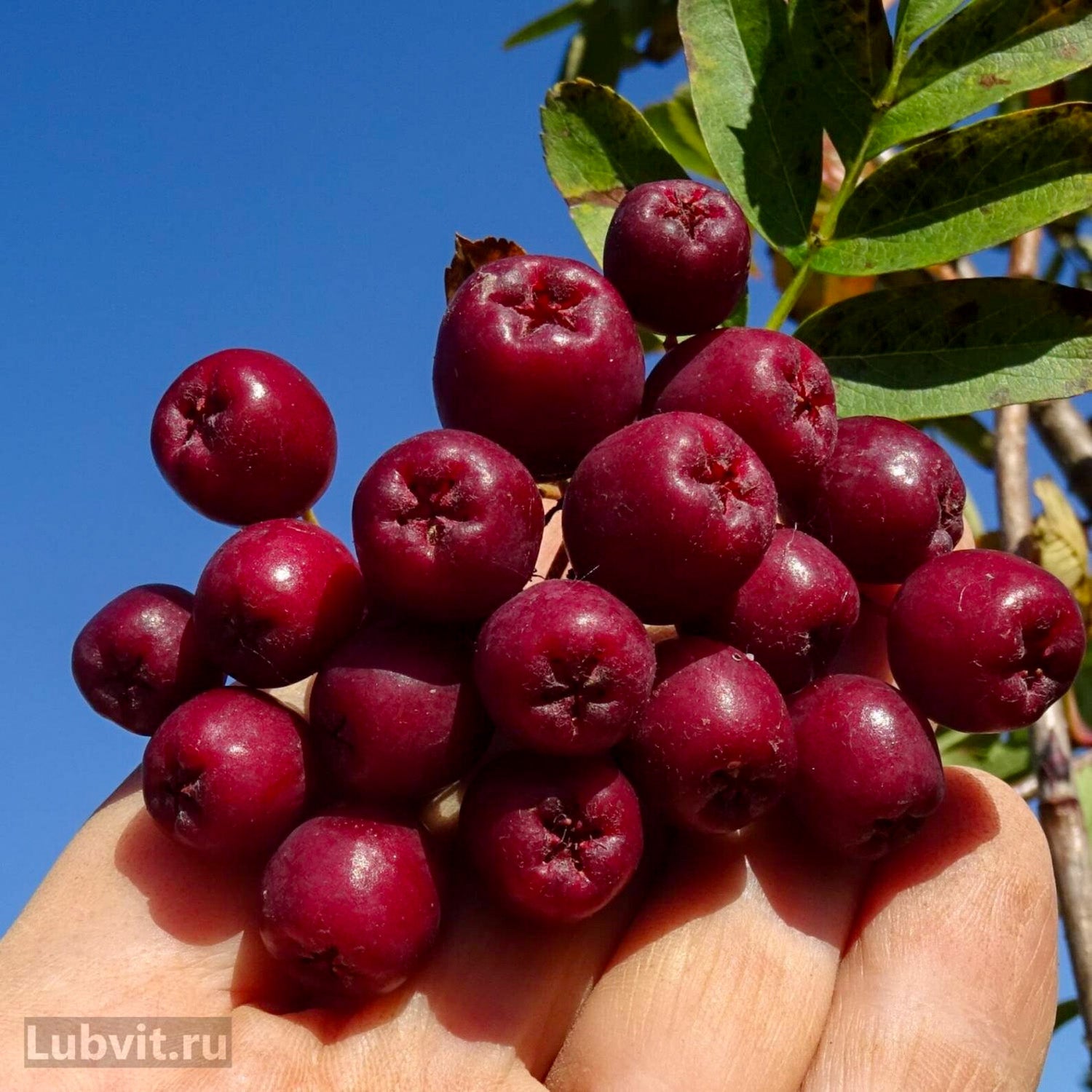 Sorbaronia 'Granatnaja'