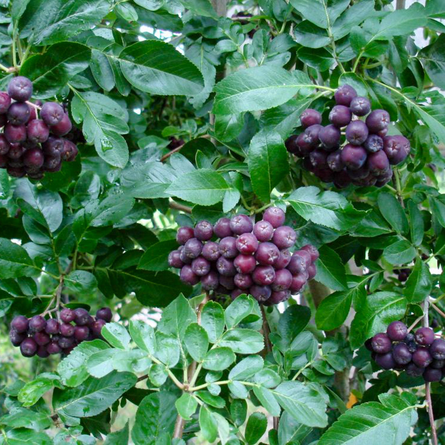 Sorbaronia 'Likornaja'