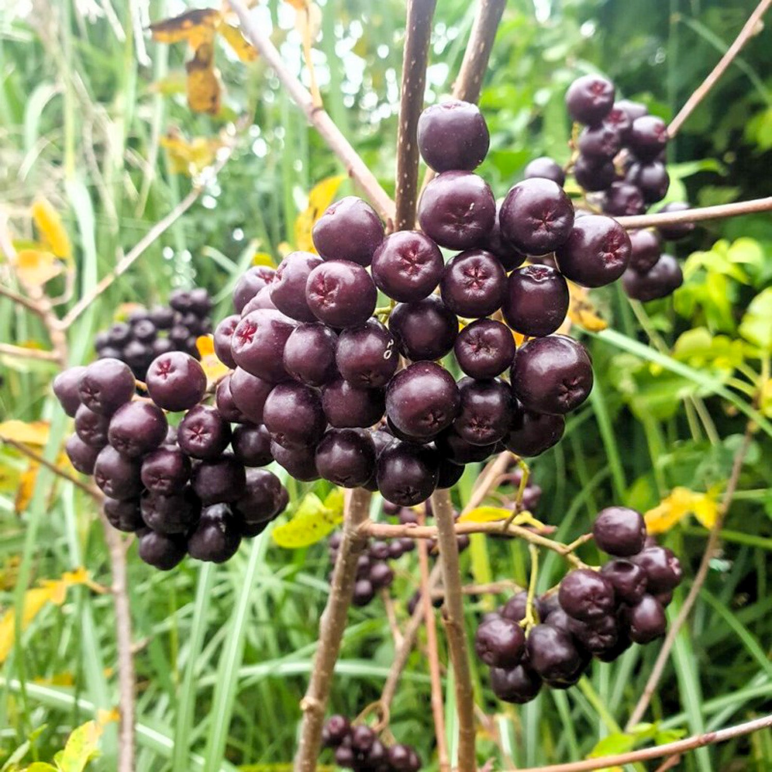 Sorbaronia 'Likornaja'