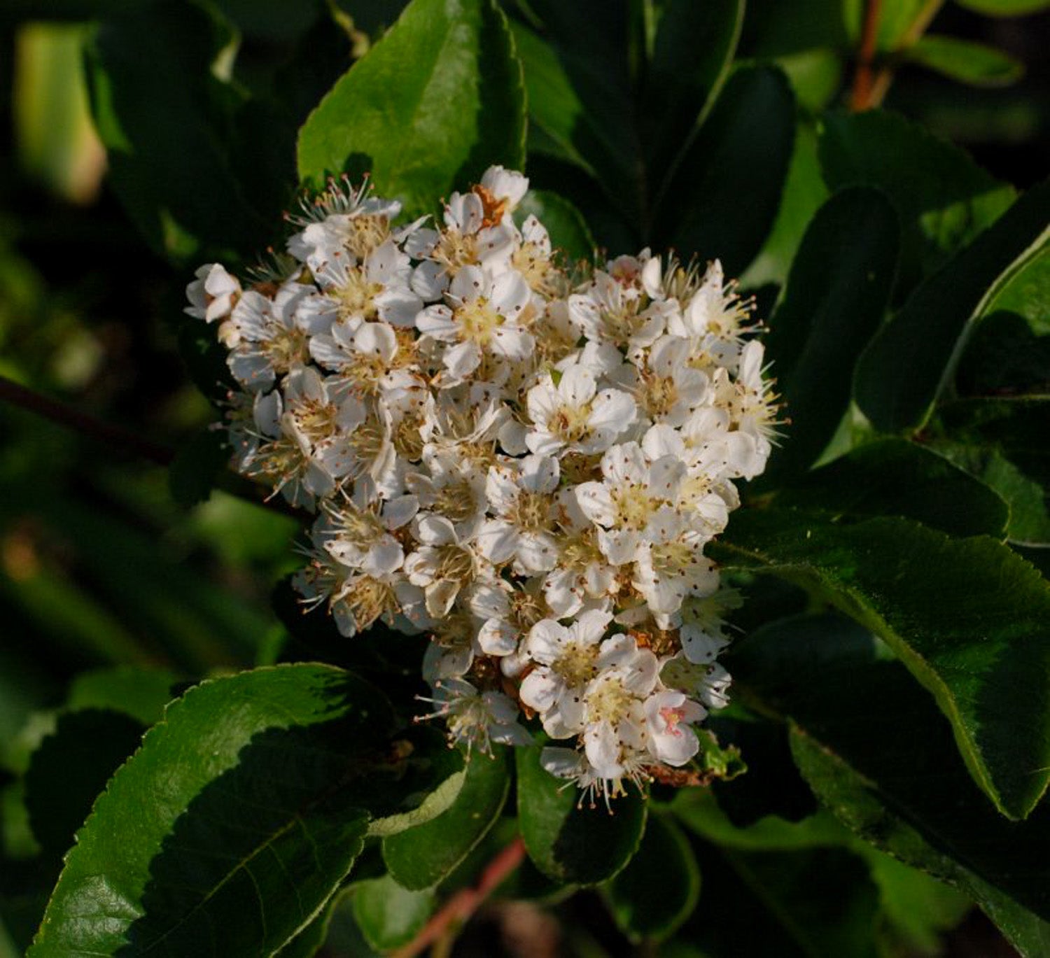 Sorbaronia 'Likornaja'