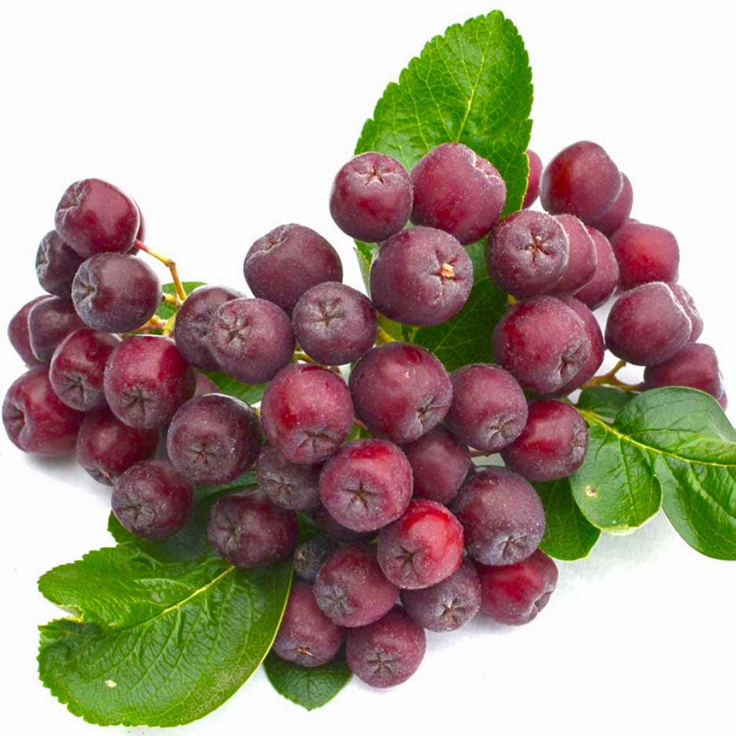 Sorbaronia 'Dessertnaja'