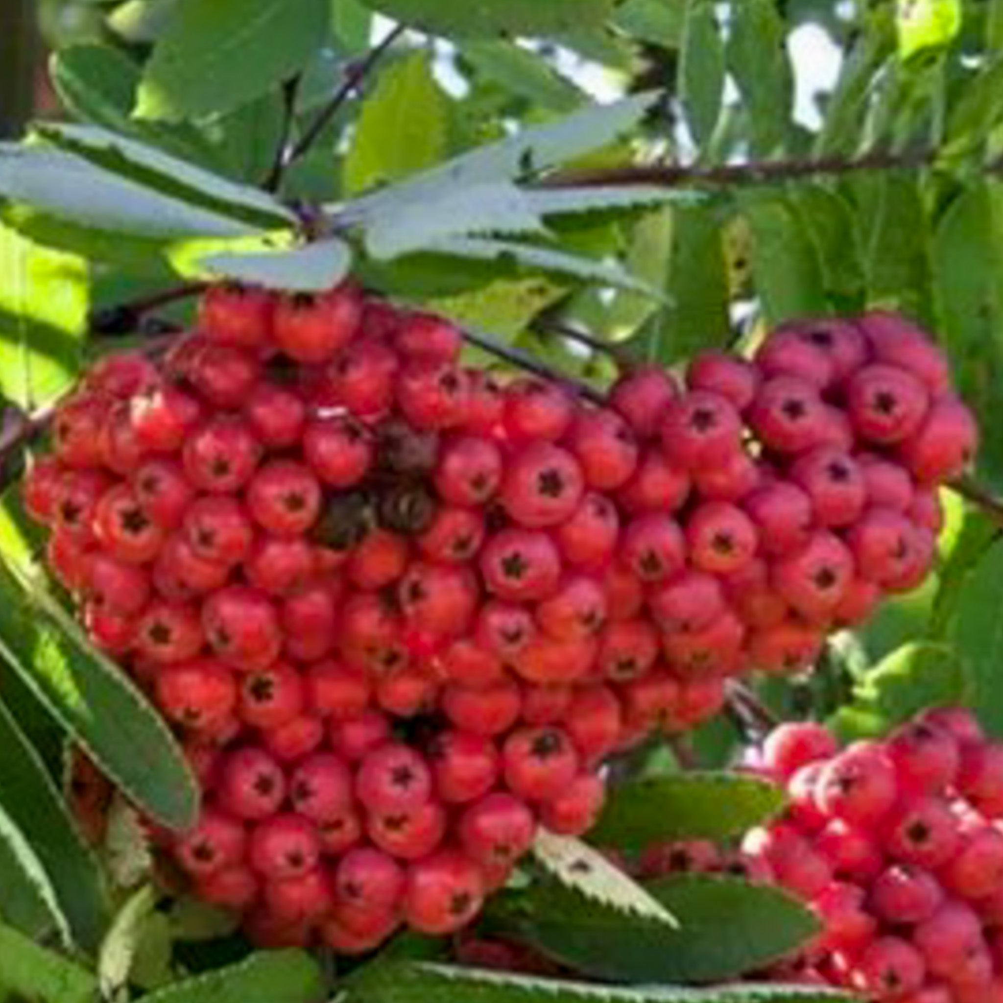 Shipova 'Rubinovaja'