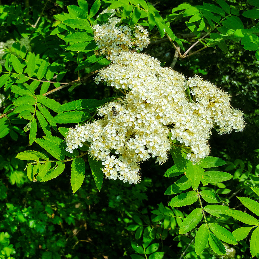 BLÜTE