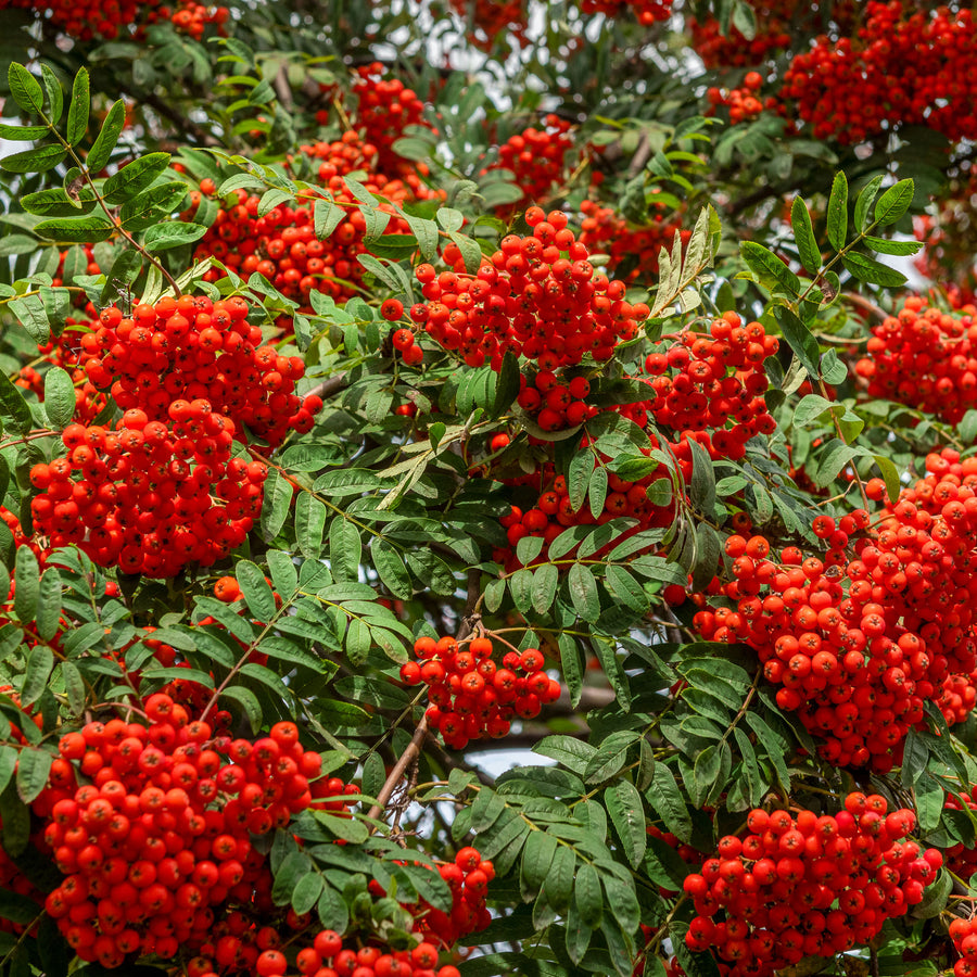 FRUCHT