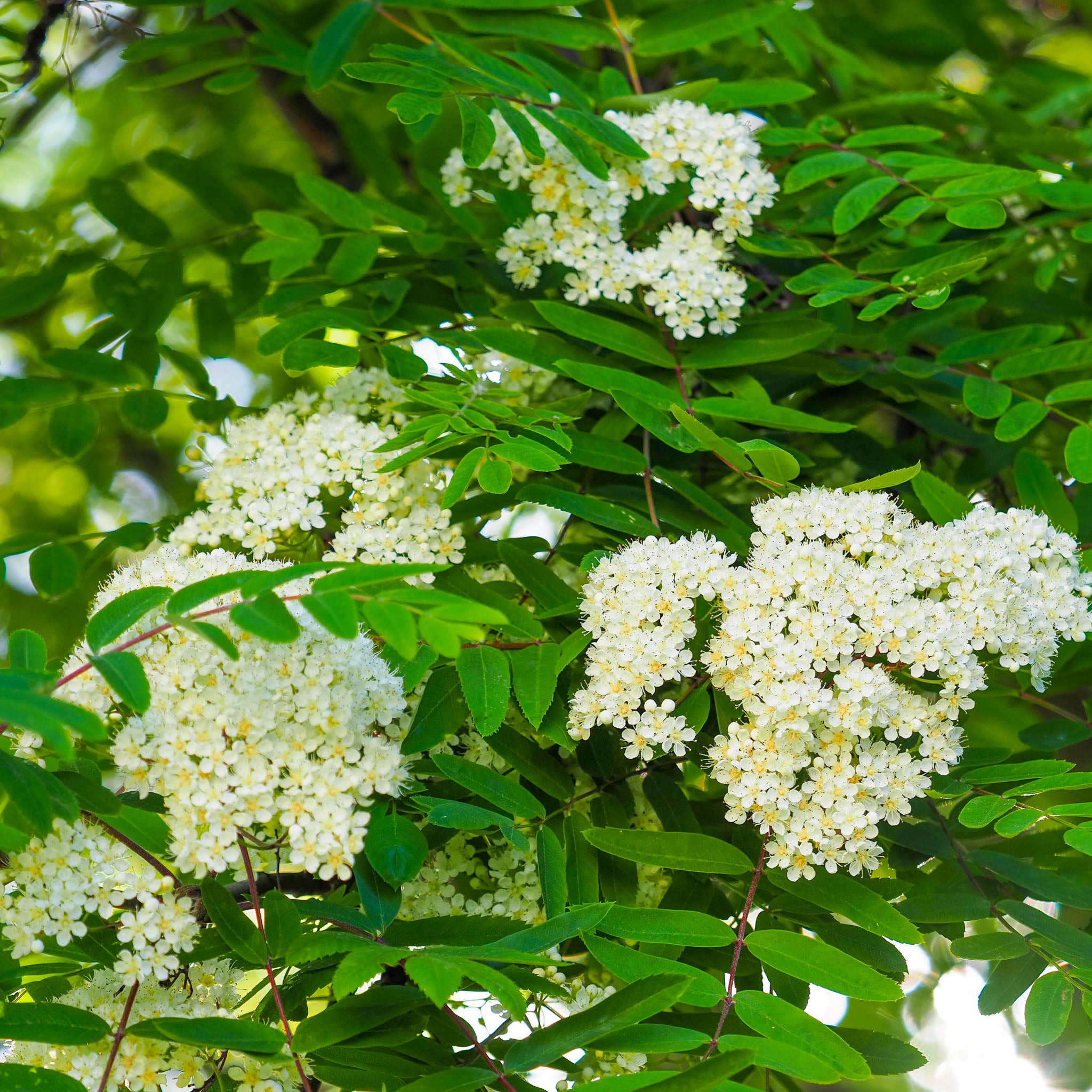 Eberesche 'Konzentra'