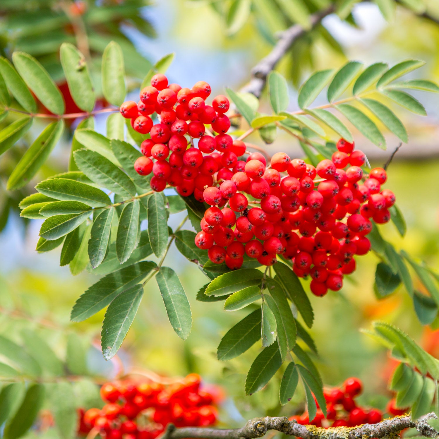 Eberesche 'Krasnaja'