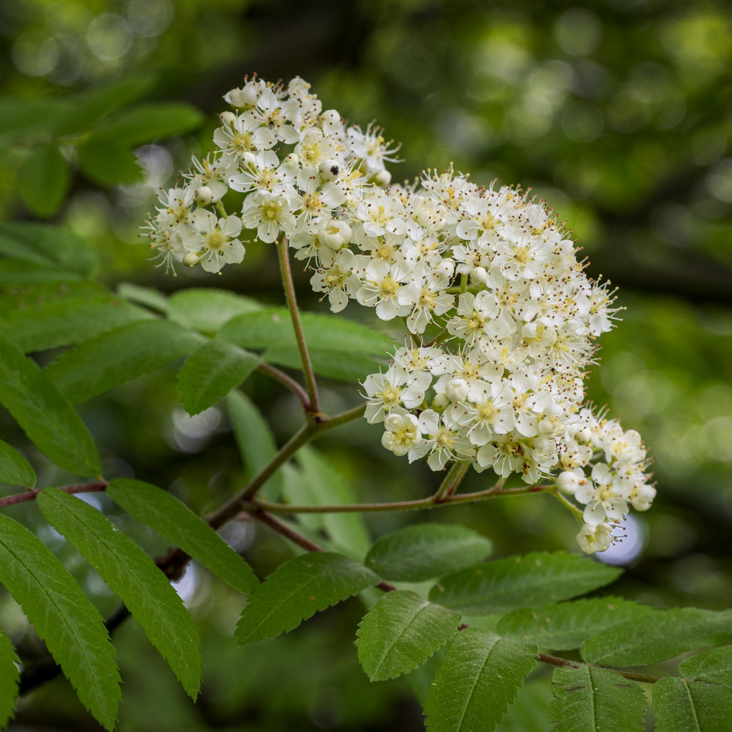 Eberesche 'Krasnaja'