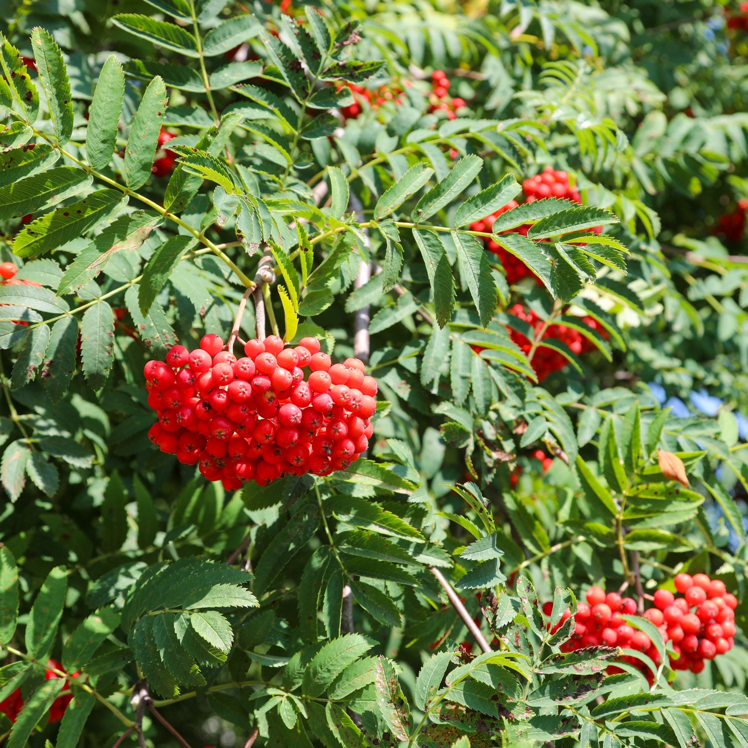 Eberesche 'Krasnaja'