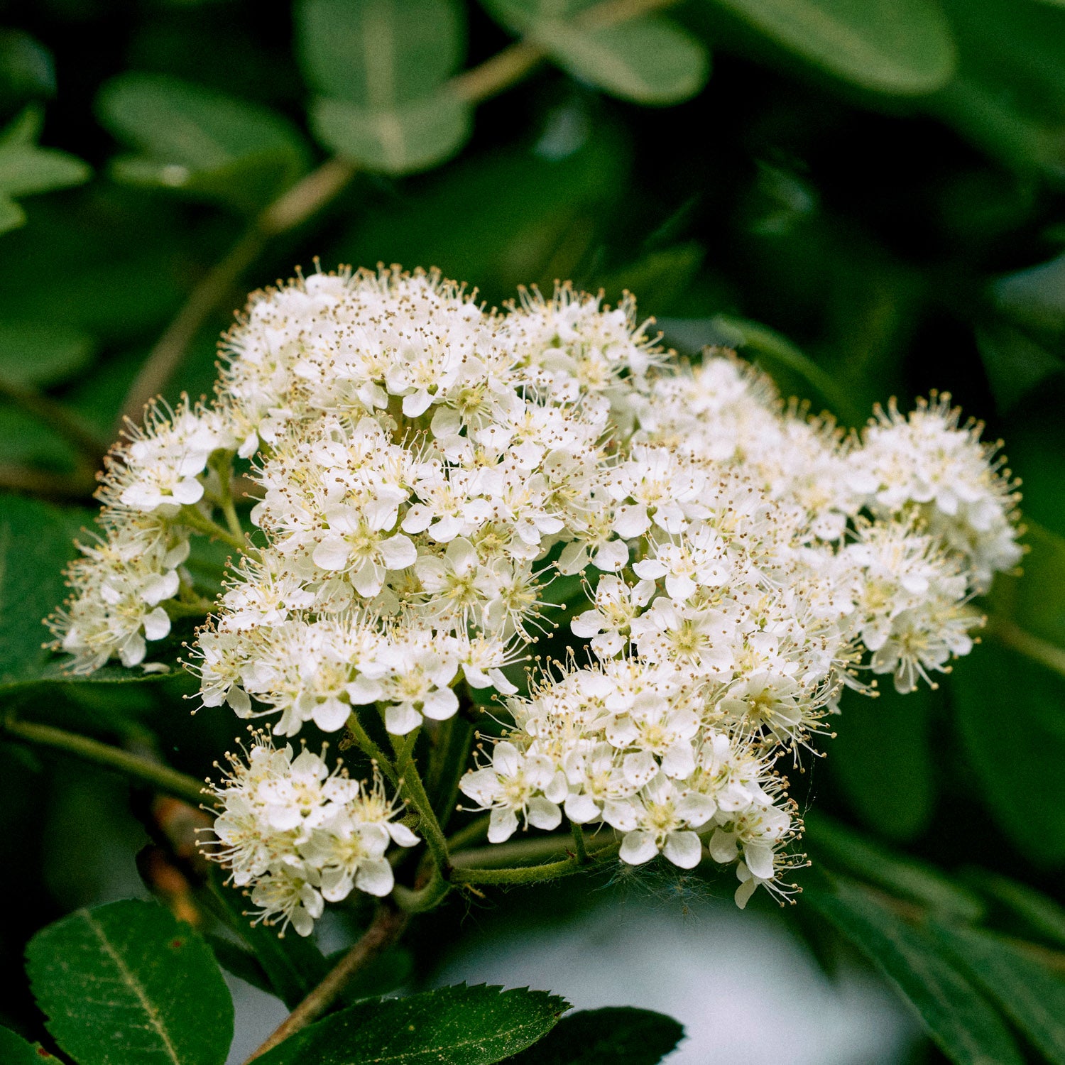 Eberesche 'Kubovaja'