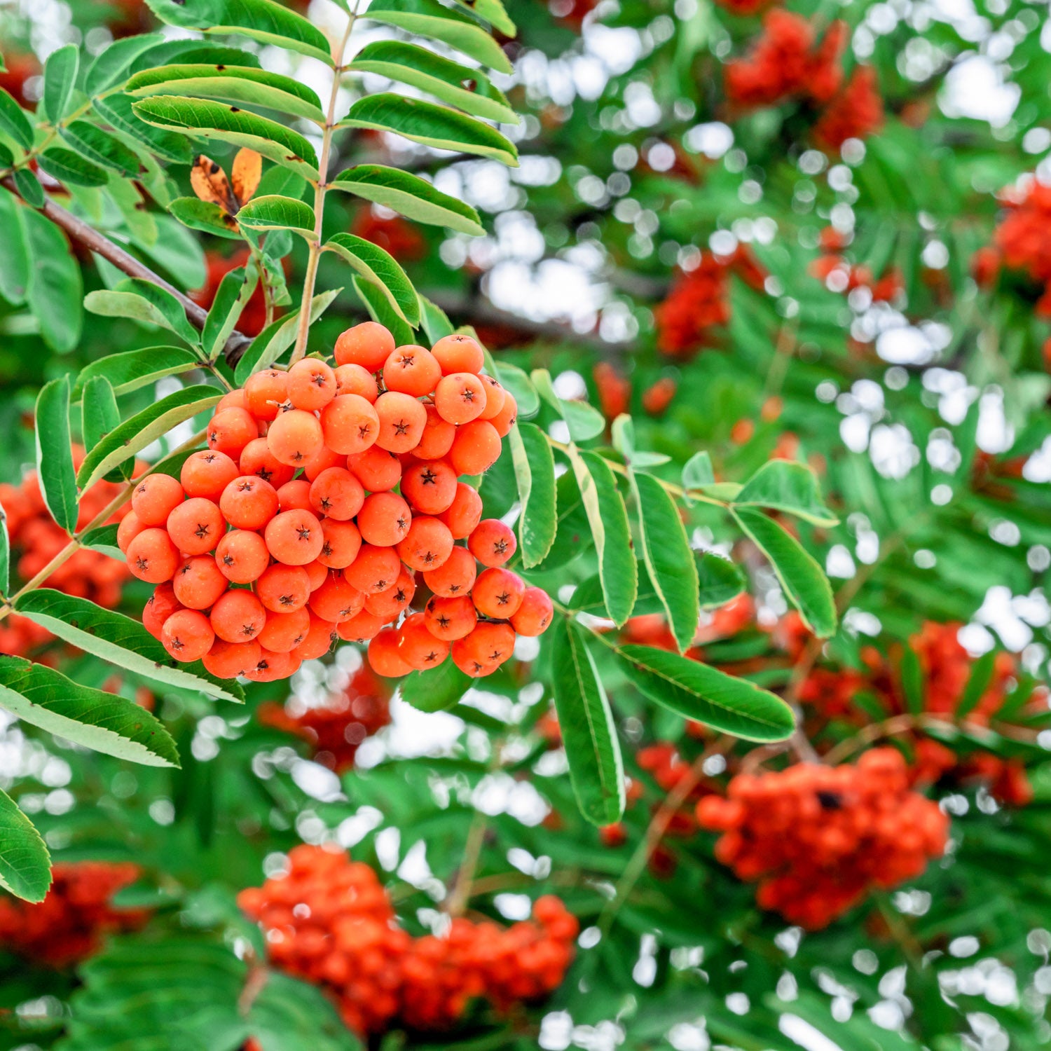 Eberesche 'Kubovaja'