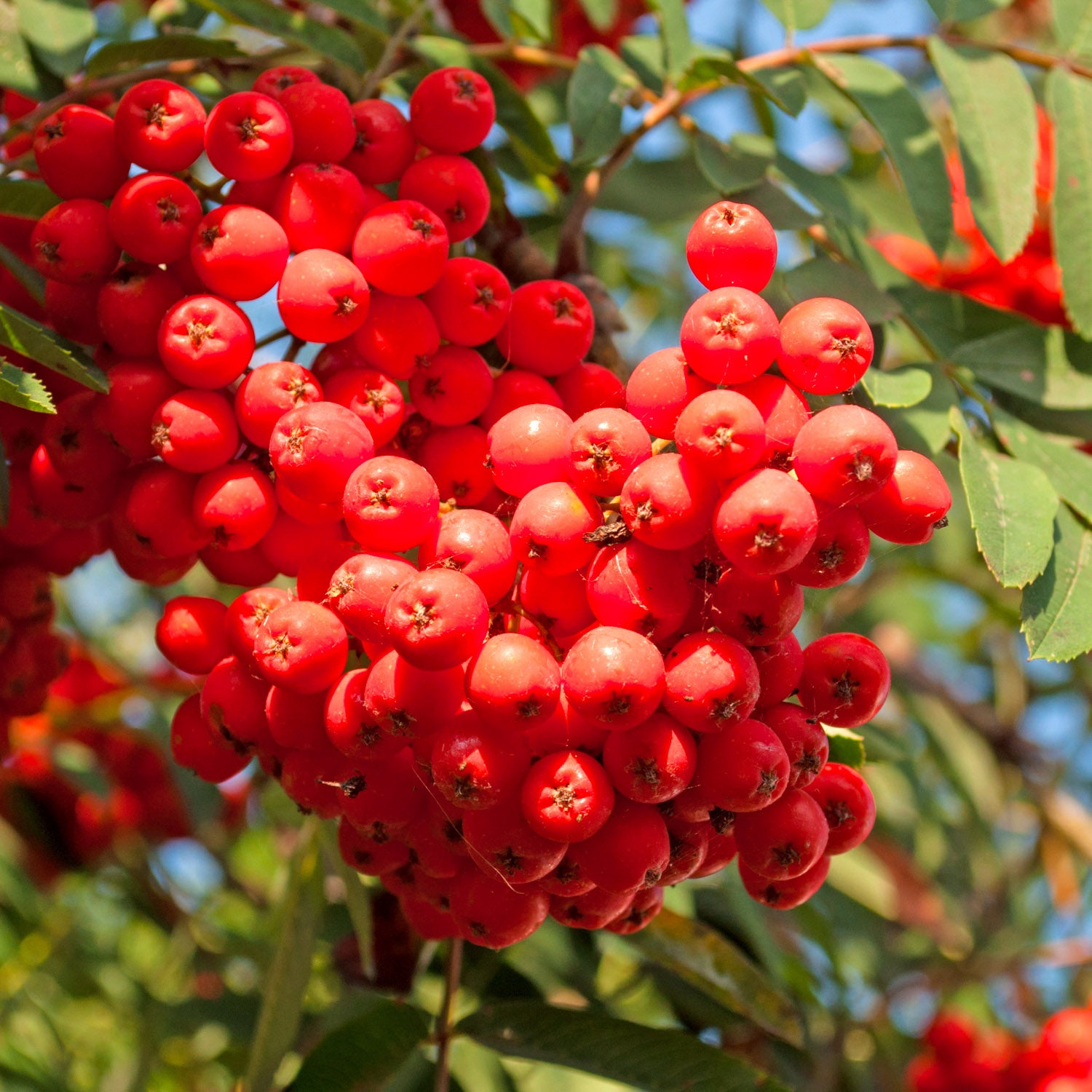 Eberesche 'Rosina'