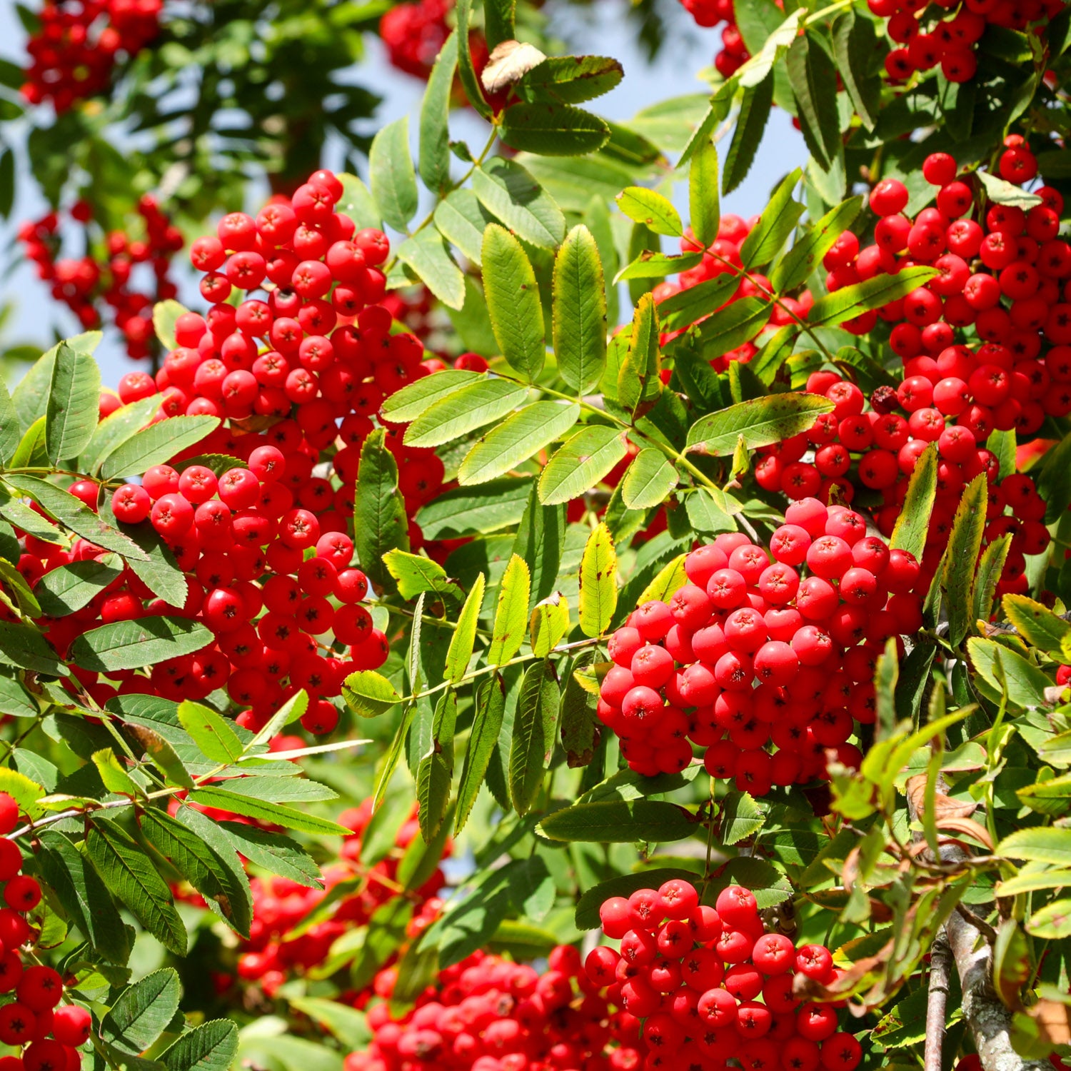 Eberesche 'Rosina'