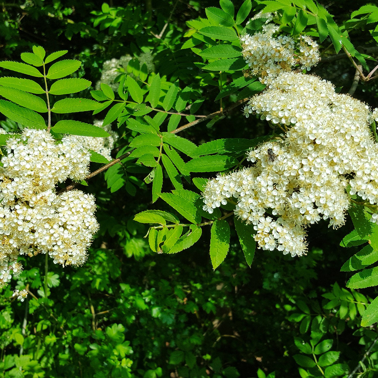 Eberesche 'Rosina'