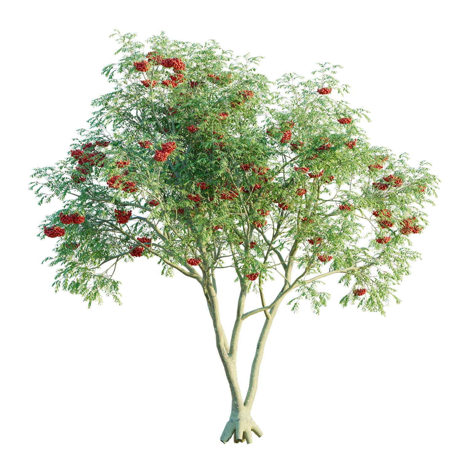 Eberesche 'Wildform' - Solitärbaum