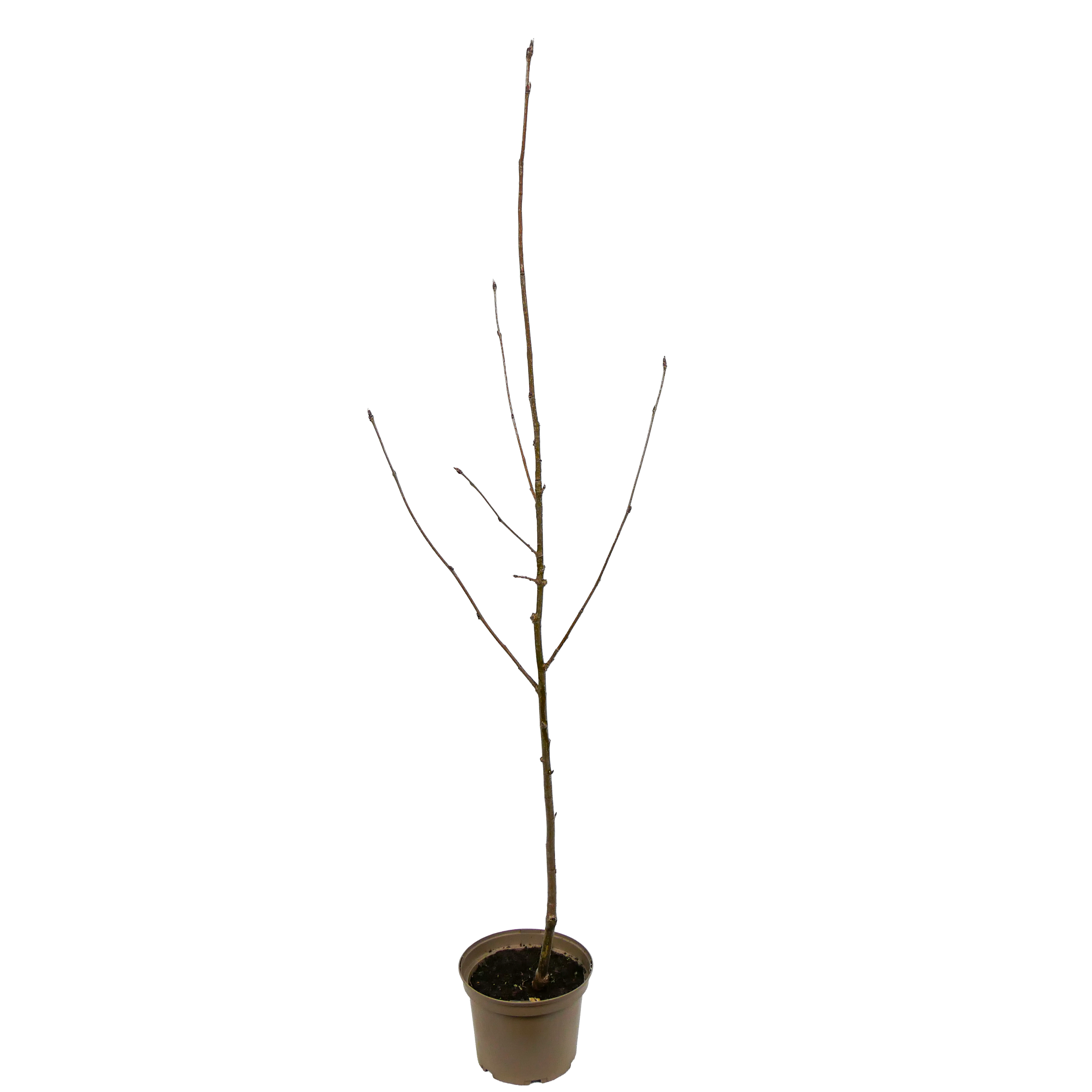 Eberesche 'Edulis'