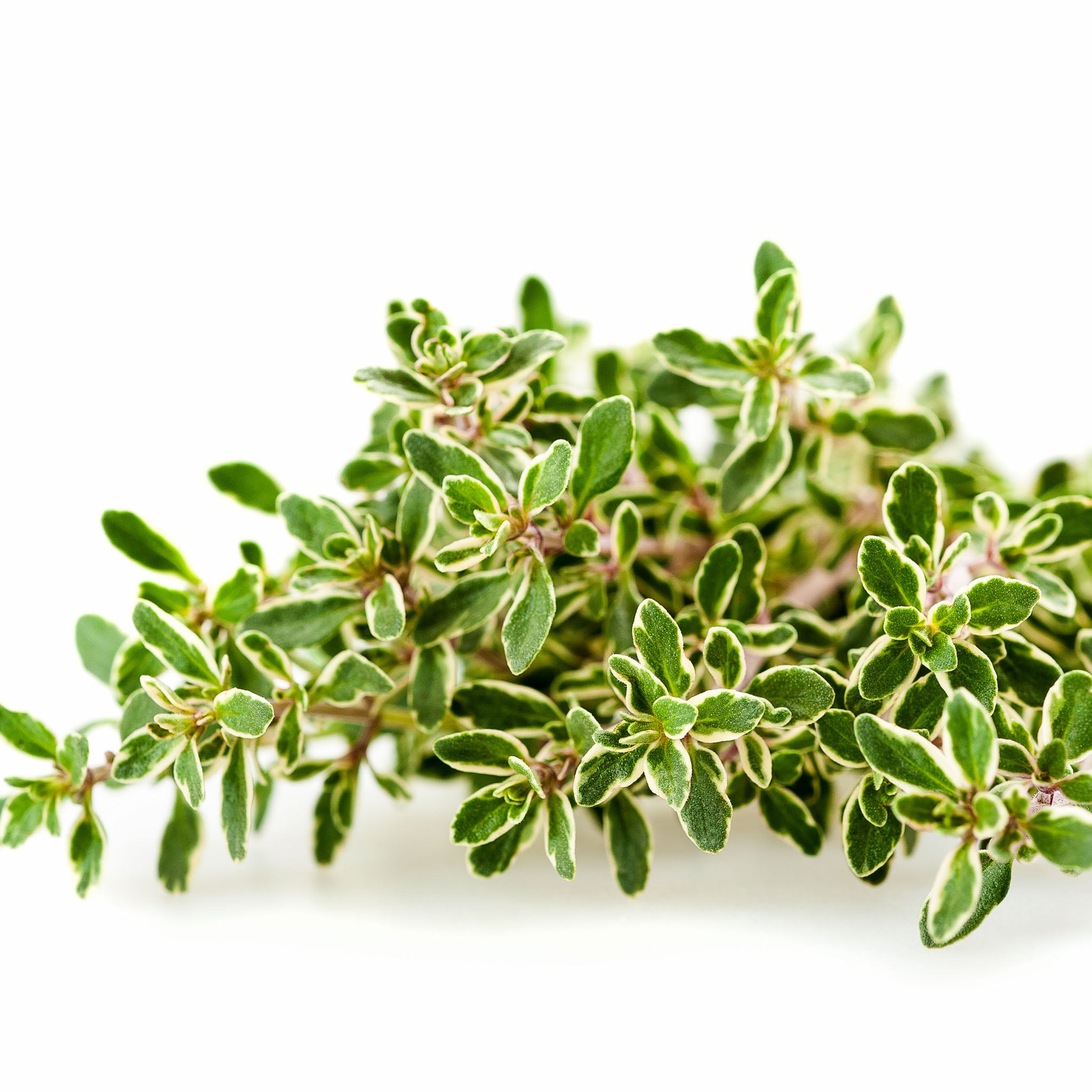 Zitronenthymian