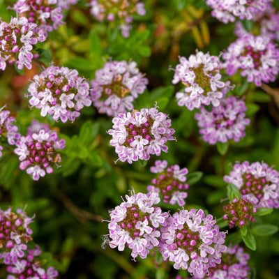 Wilder Thymian