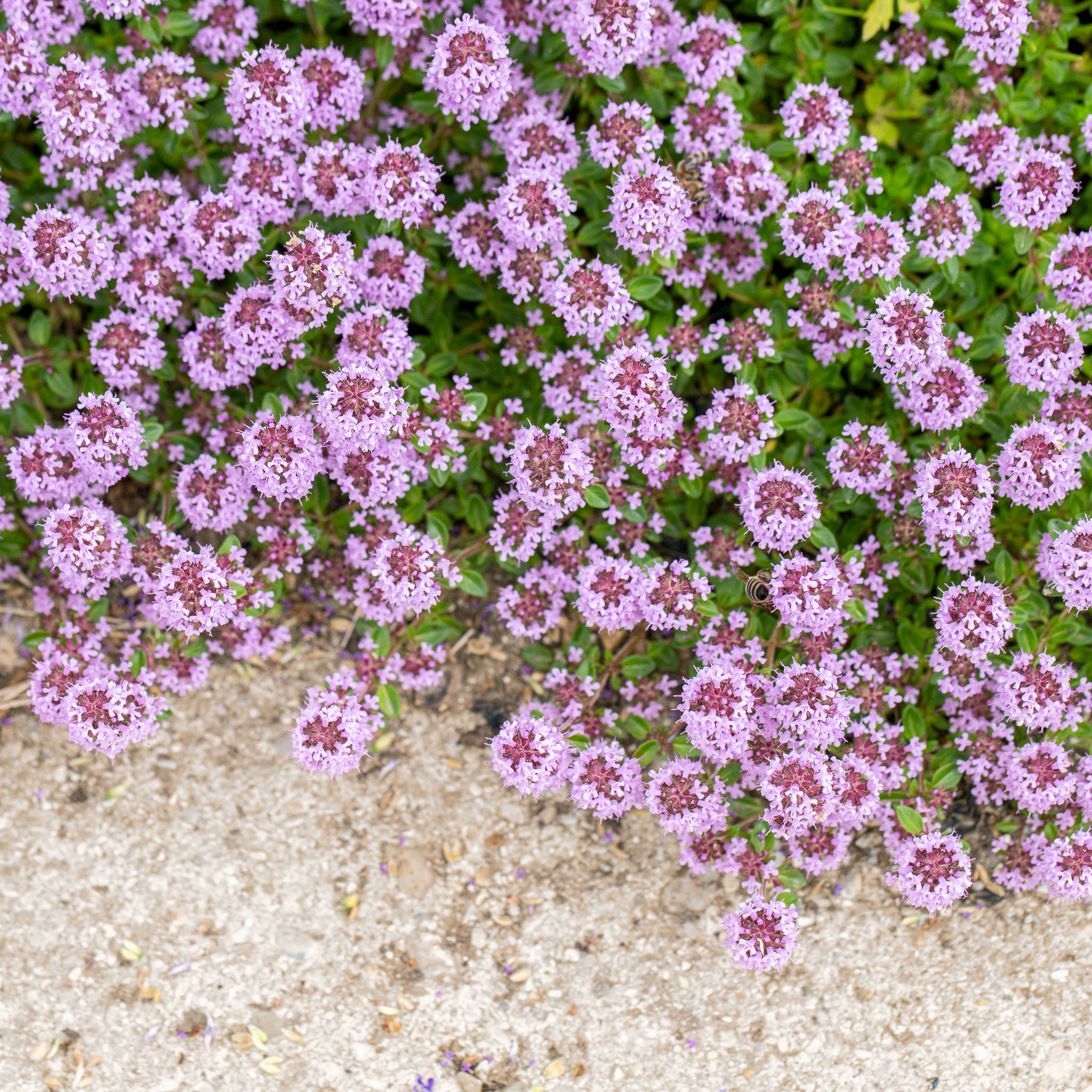 Wilder Thymian