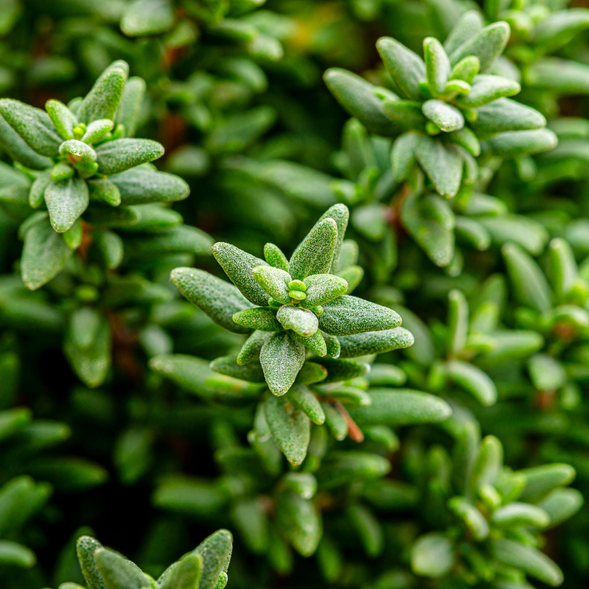 Thymian 'Faustini'