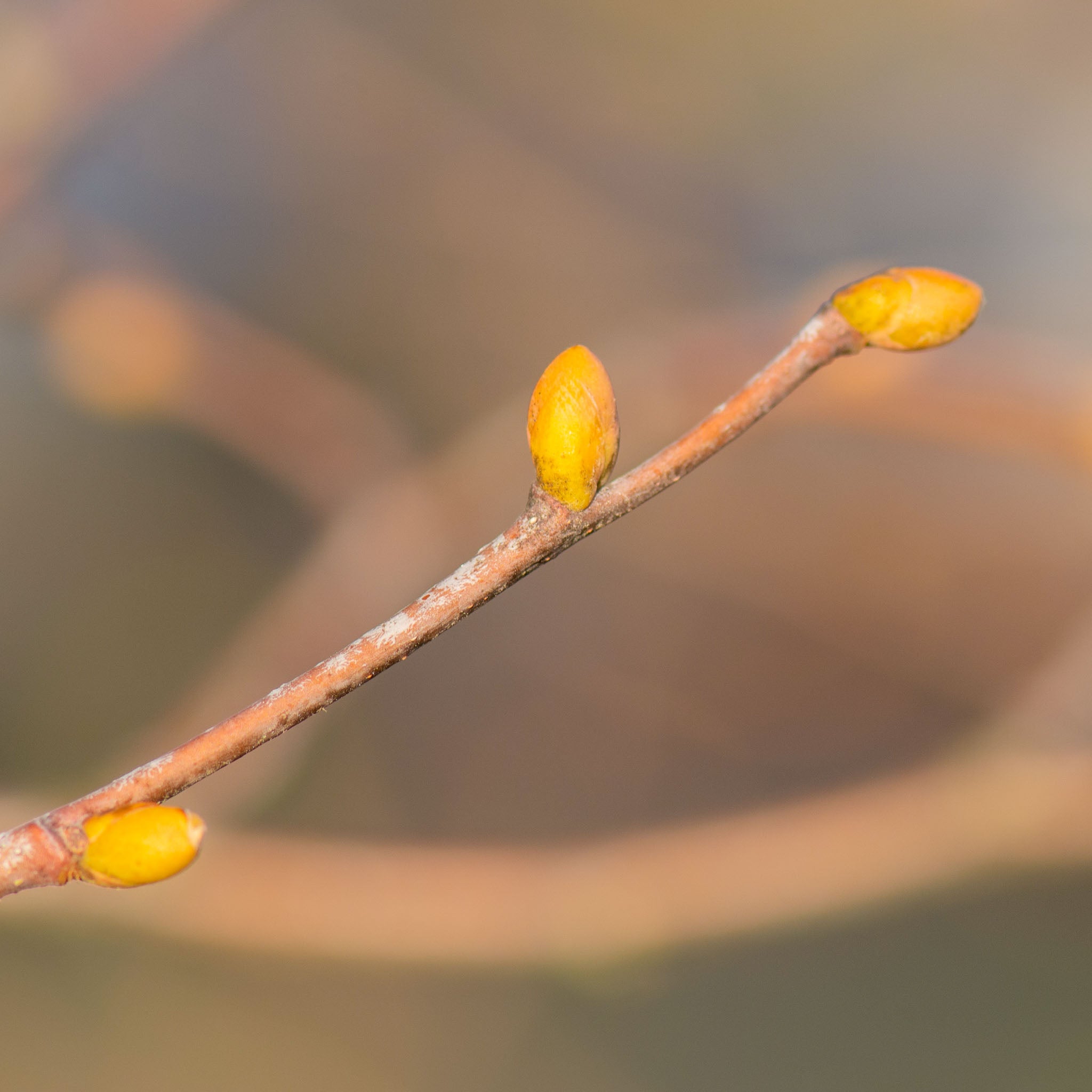 Winterlinde Solitärbaum