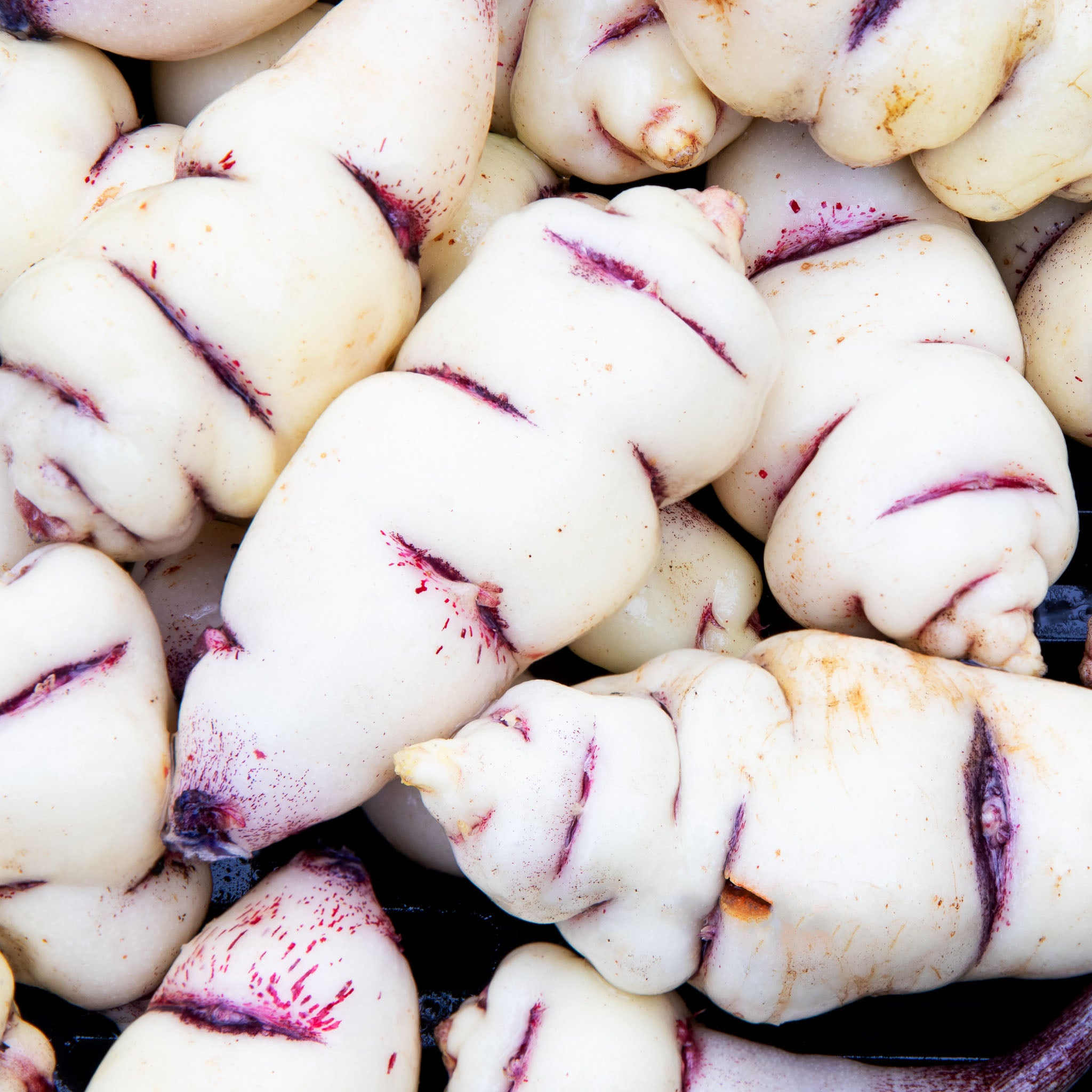 Mashua 'White'