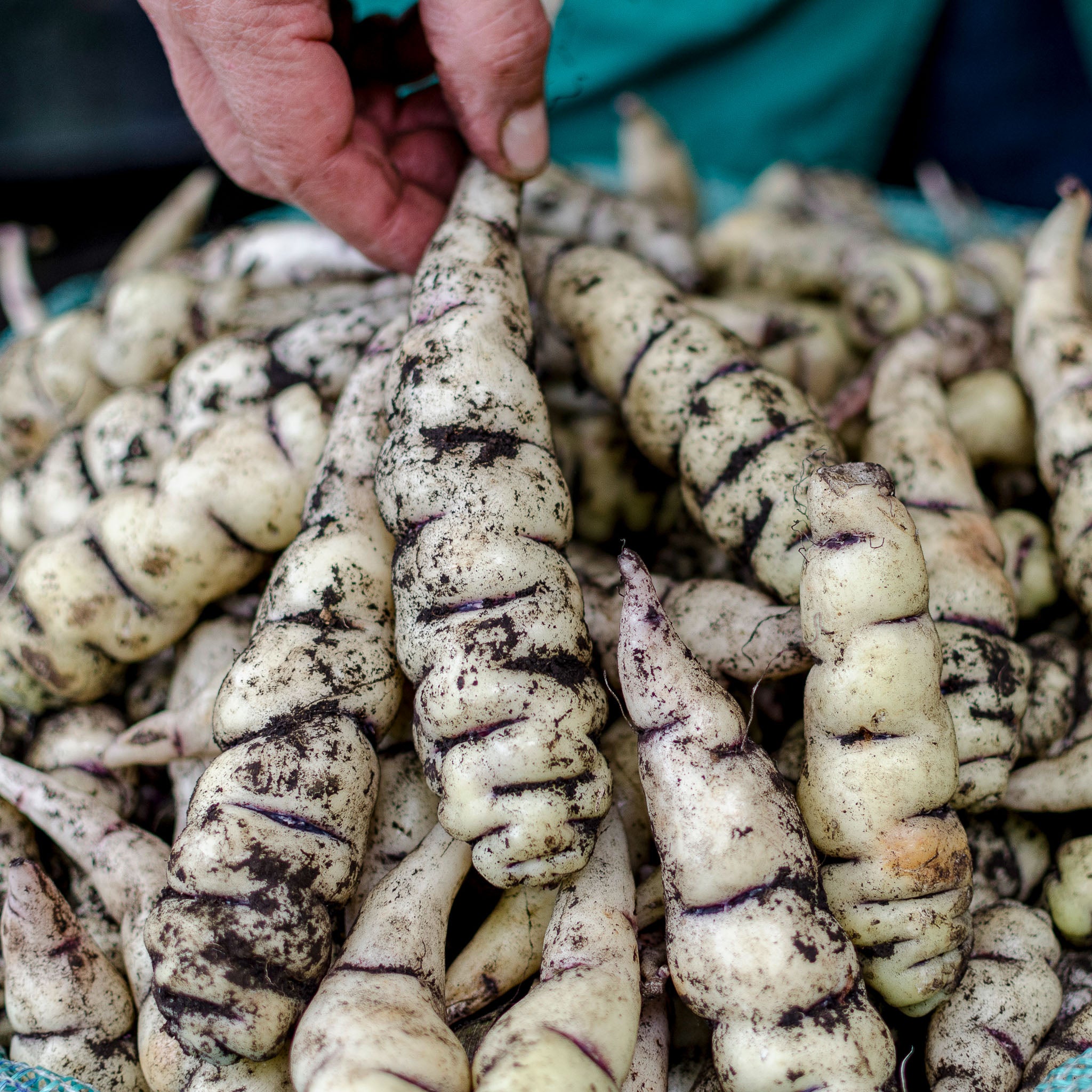 Mashua 'White'