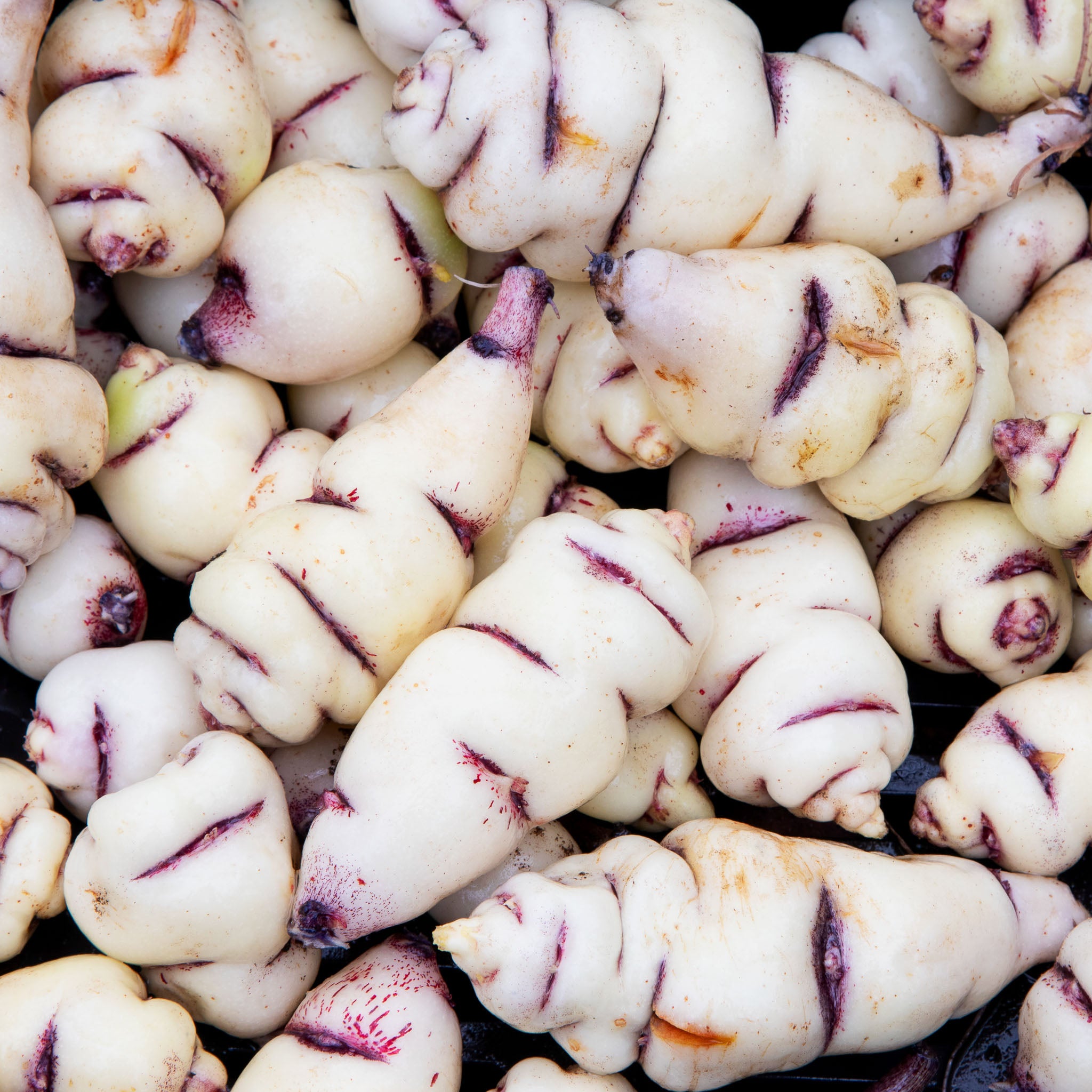 Mashua 'White'