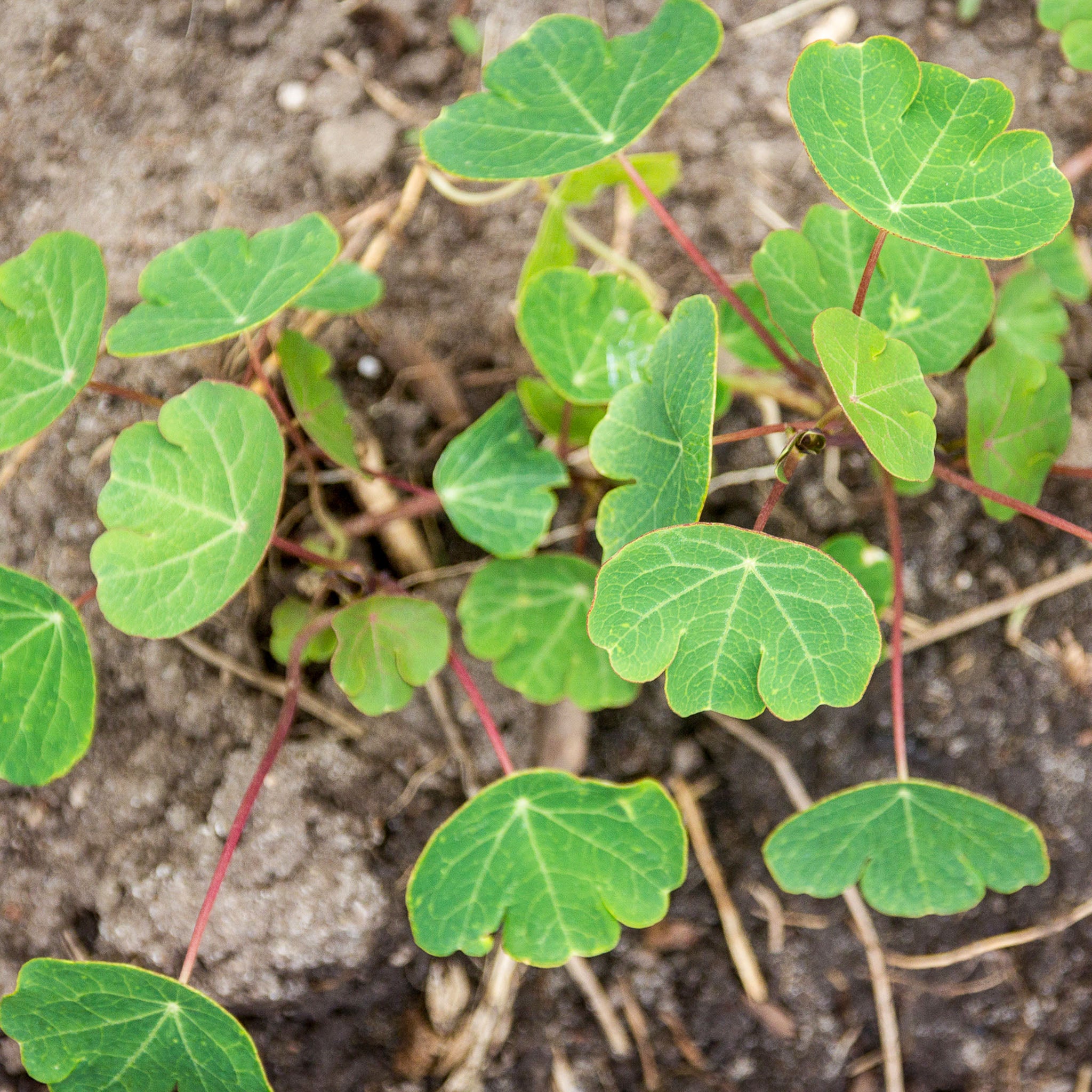 Mashua 'White'