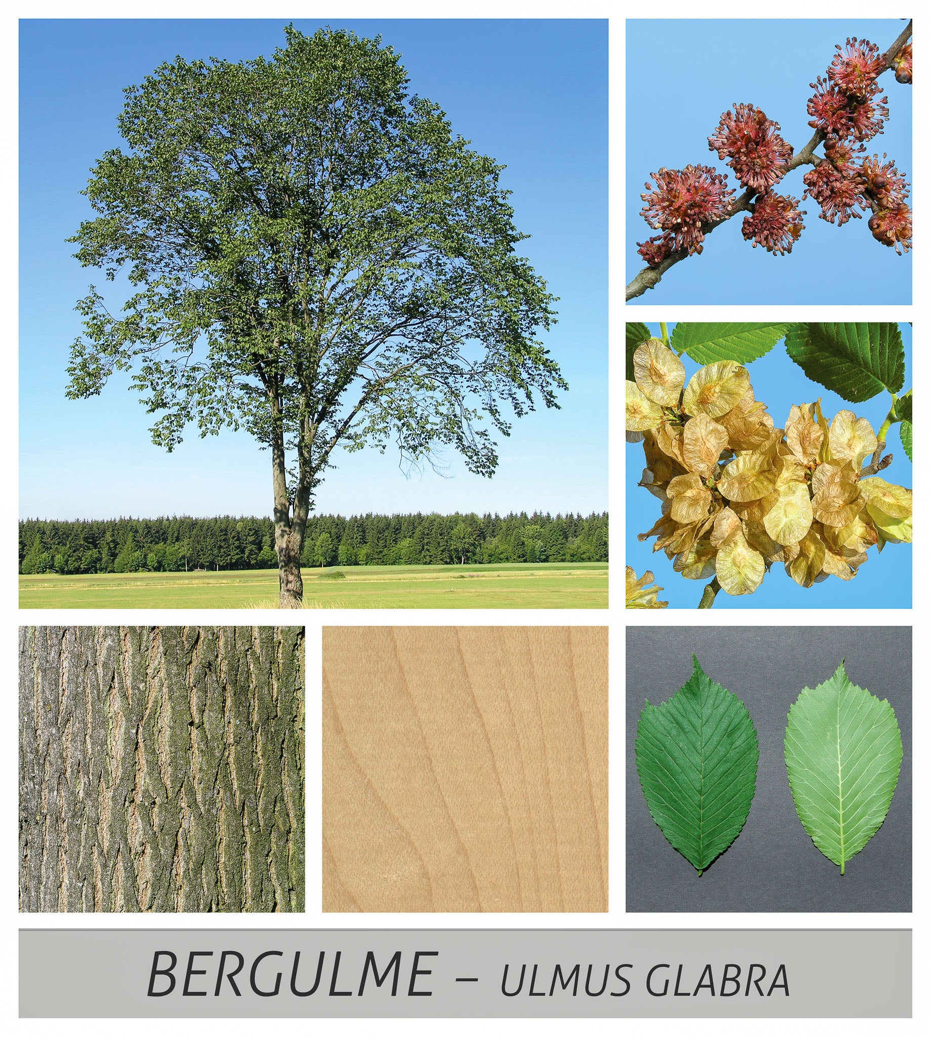 Bergulme