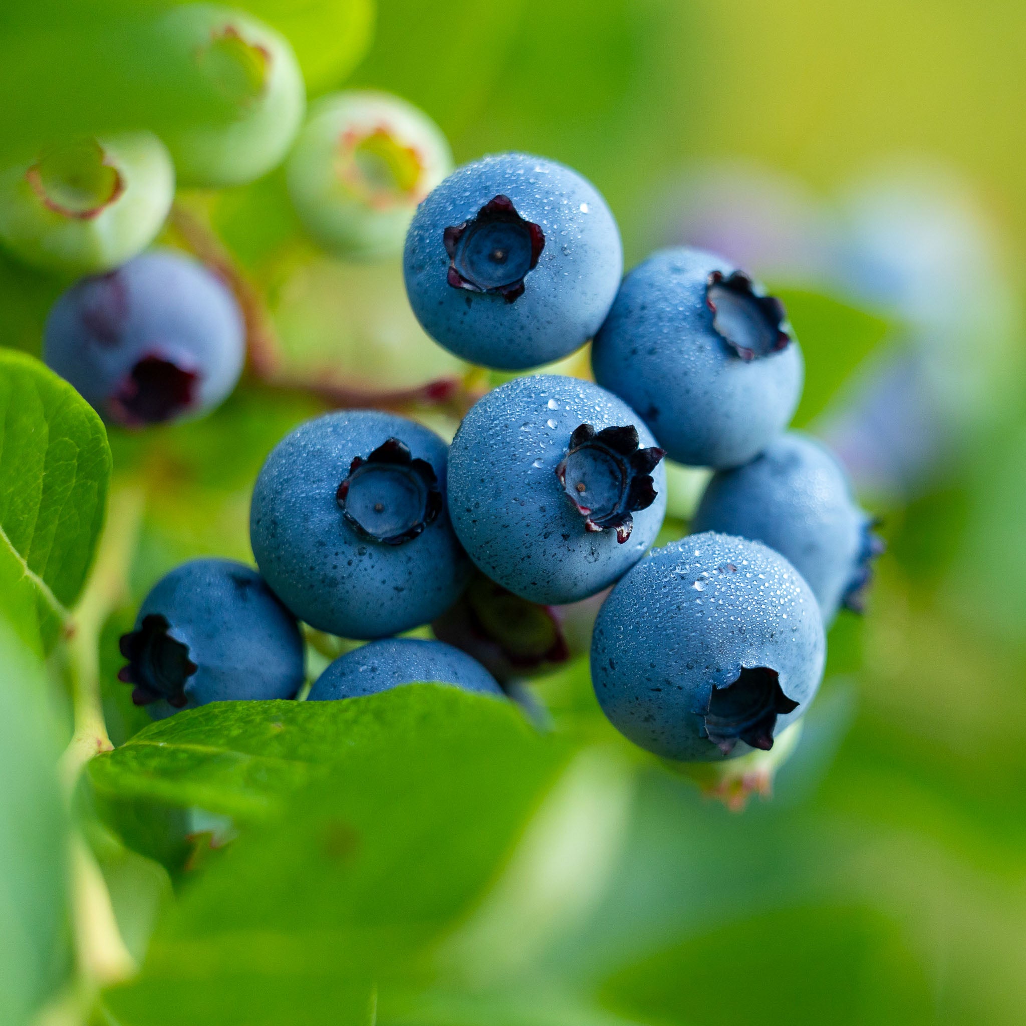 Heidelbeere 'Bluecrop'