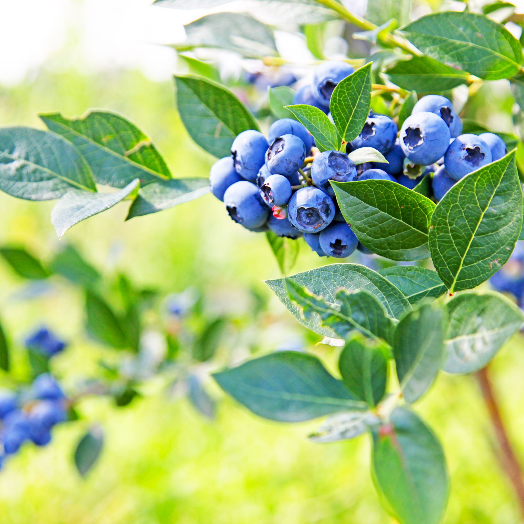 Heidelbeere 'Bluecrop'