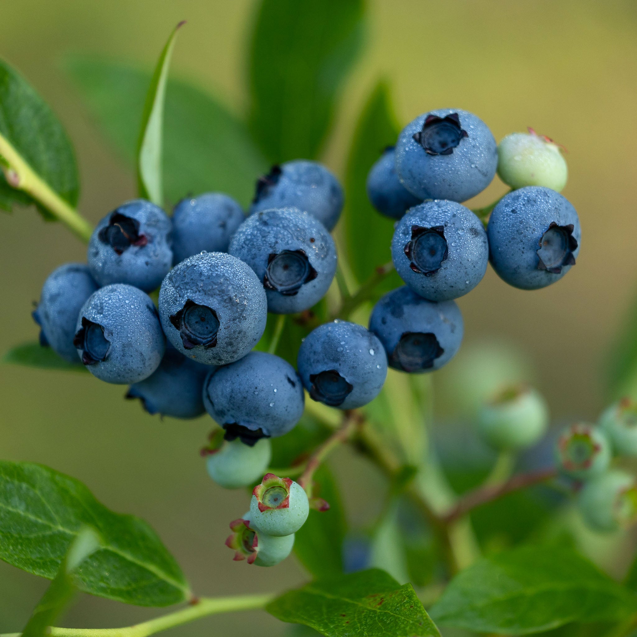 Heidelbeere 'Bluecrop'