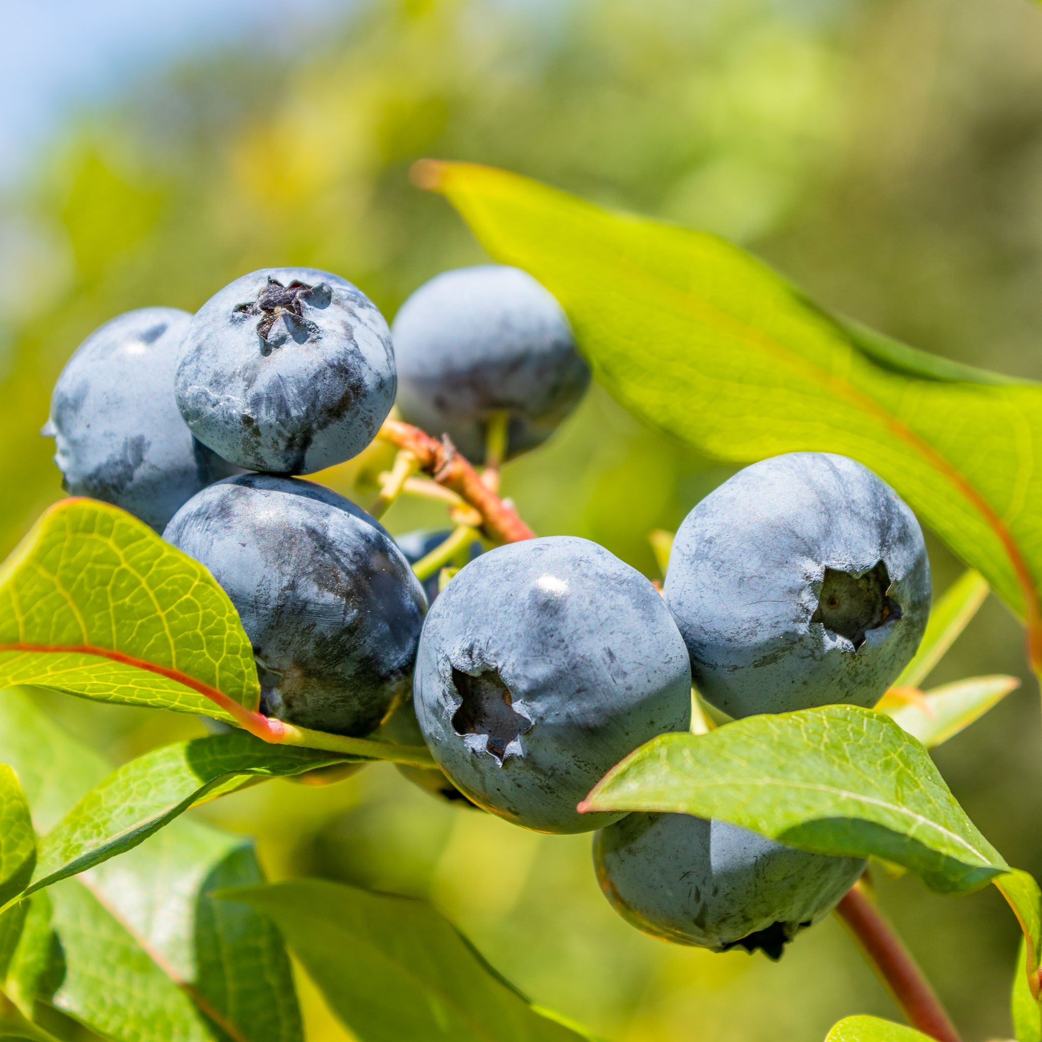Heidelbeere 'Early Blue'